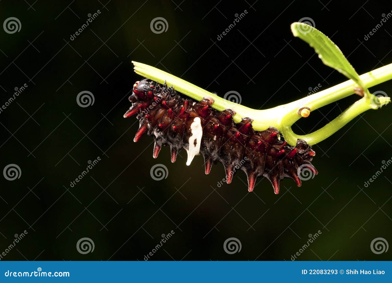 Butterfly larva stock image. Image of grub, plant, green 22083293