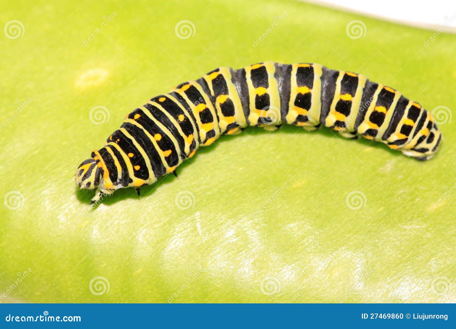 Butterfly larva in a leaf stock photo. Image of gardening 27469860