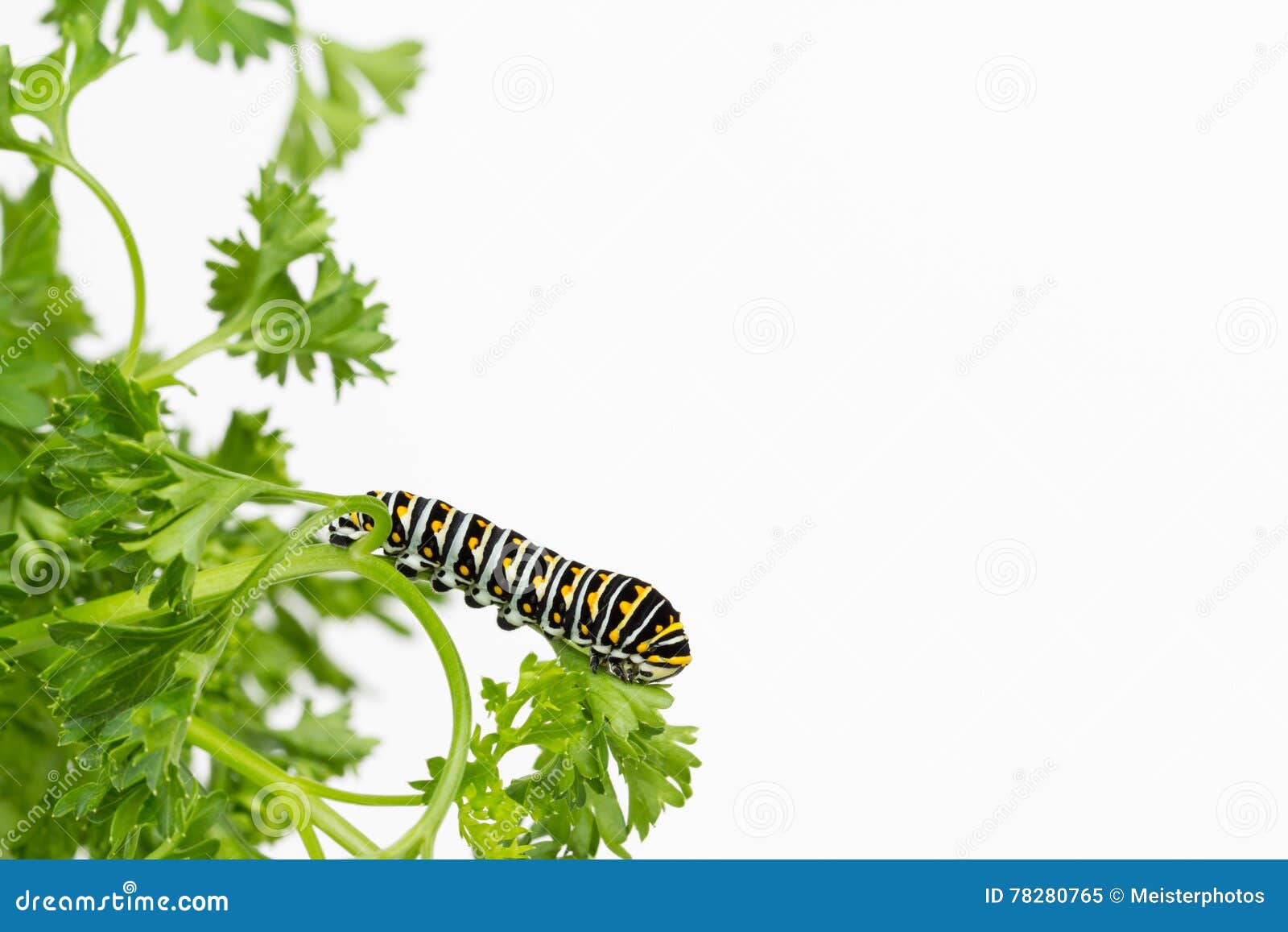 butterfly larva resting on leaf