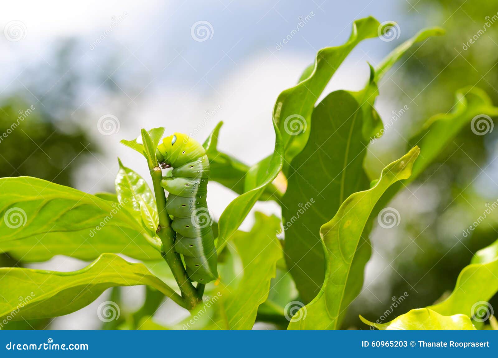 A Butterfly Larvae Eating Plant. Stock Image Image of butterfly
