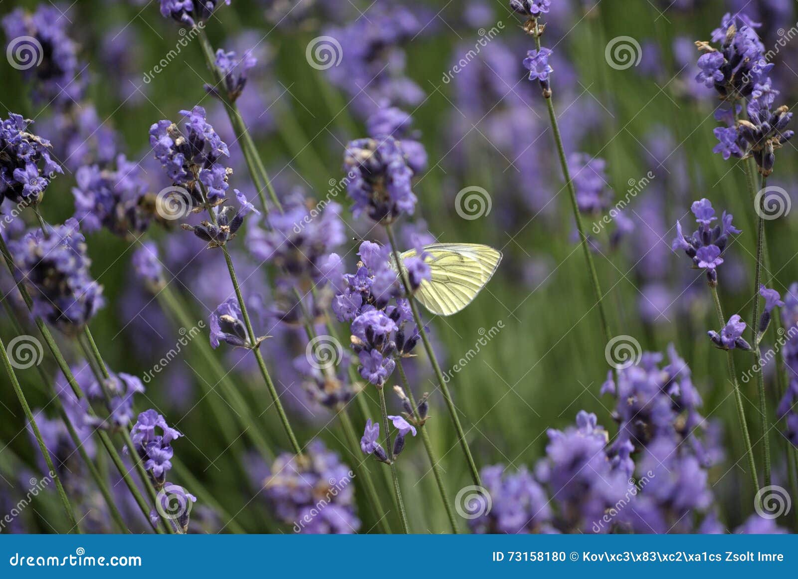 Butterfly in lavender. stock photo. Image of open, beauty 73158180