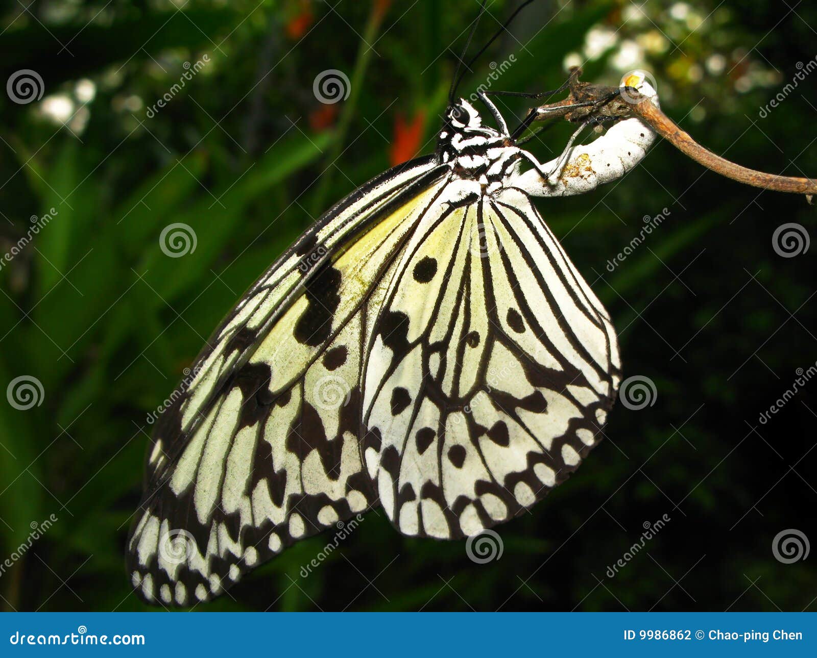 A Butterfly Laying Her Eggs Stock Photo Image of insect, garden 9986862