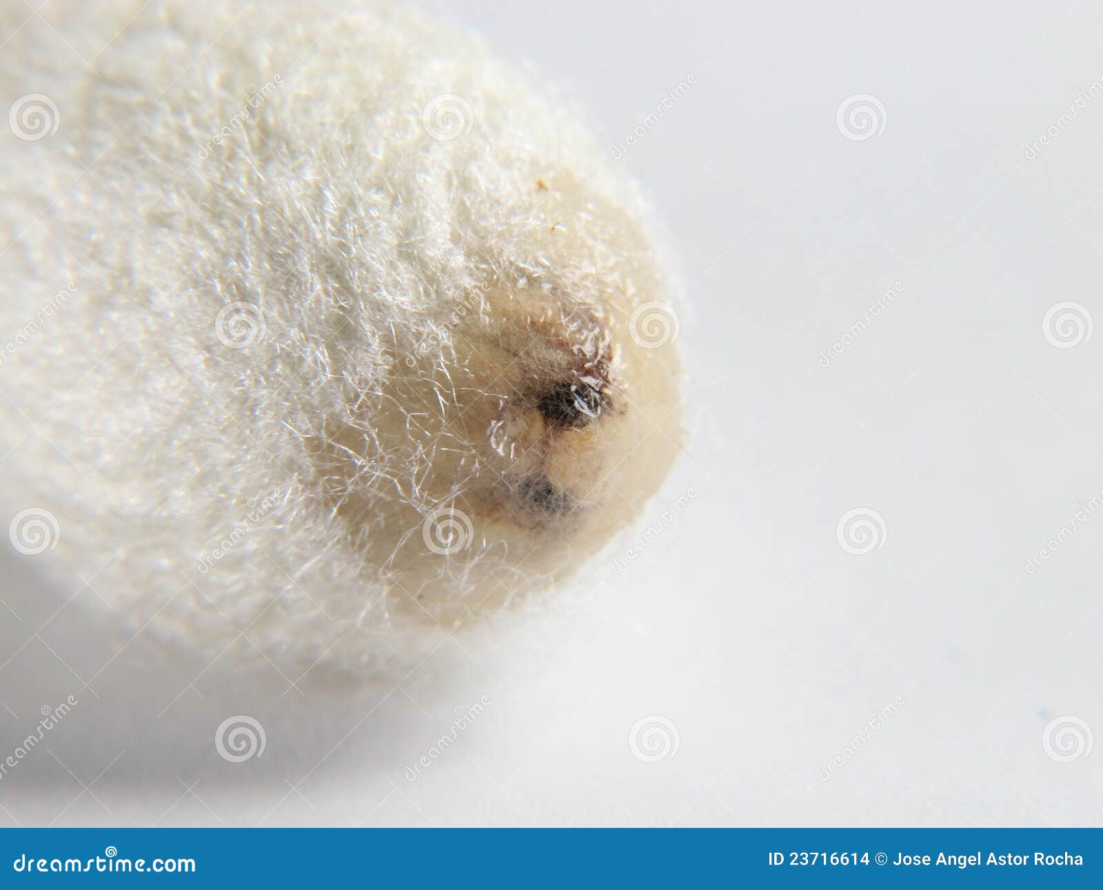 Butterfly Leaving the Cocoon Stock Photo Image of animal, insect