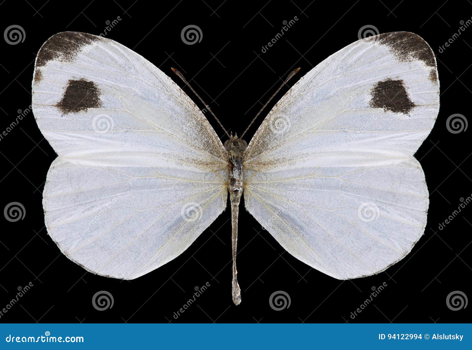 butterfly leptosia nina