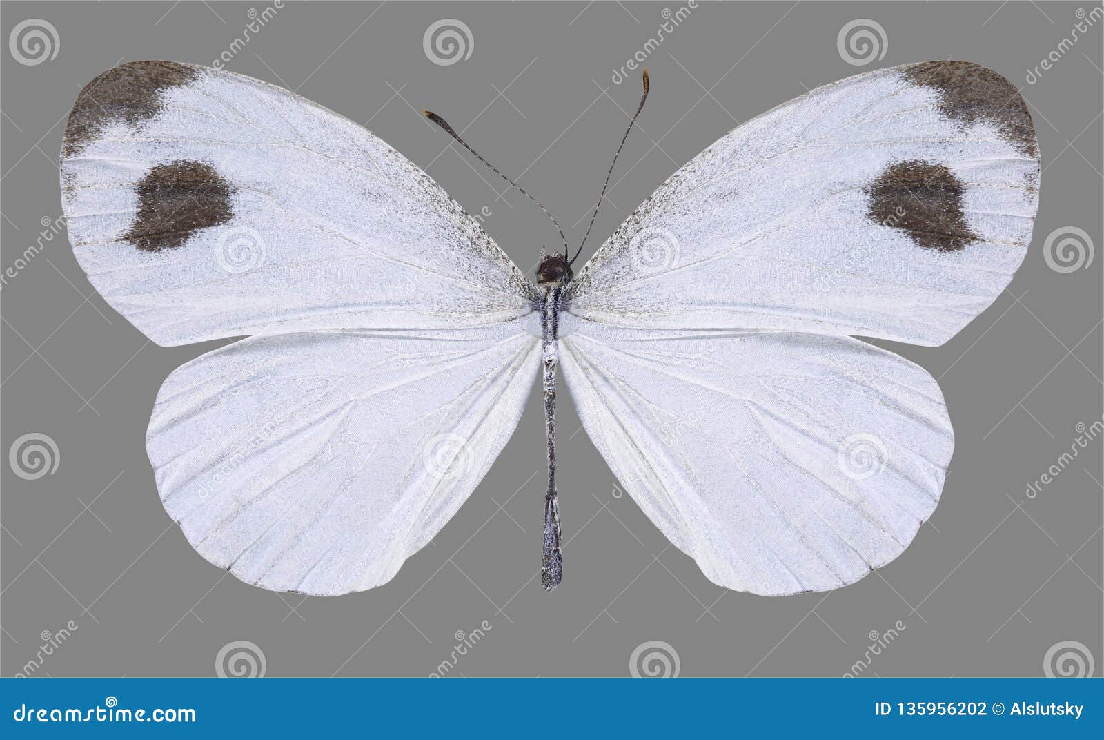 butterfly leptosia nina