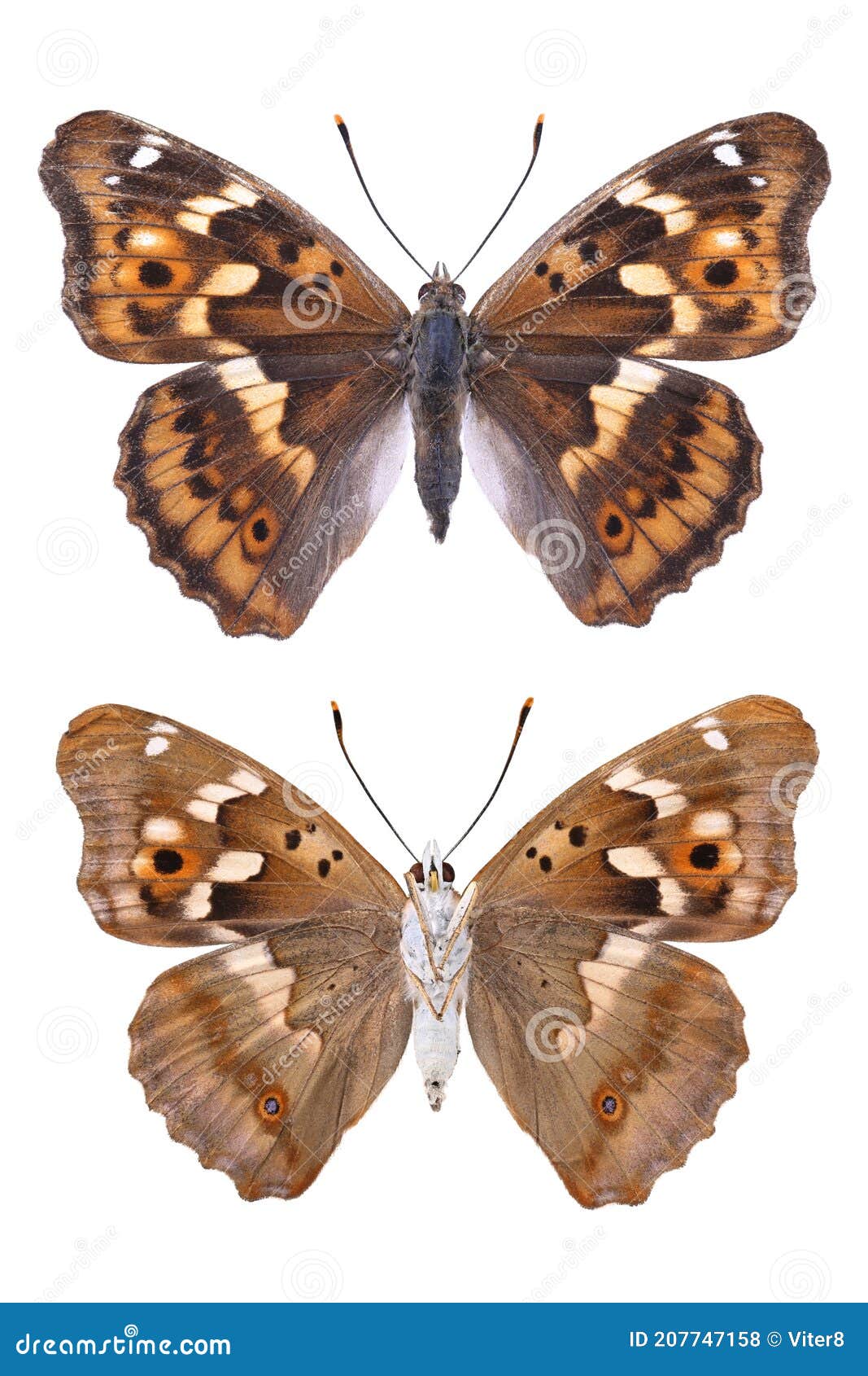 Butterfly Lesser Purple Emperor Apatura Ilia Isolated On White Stock