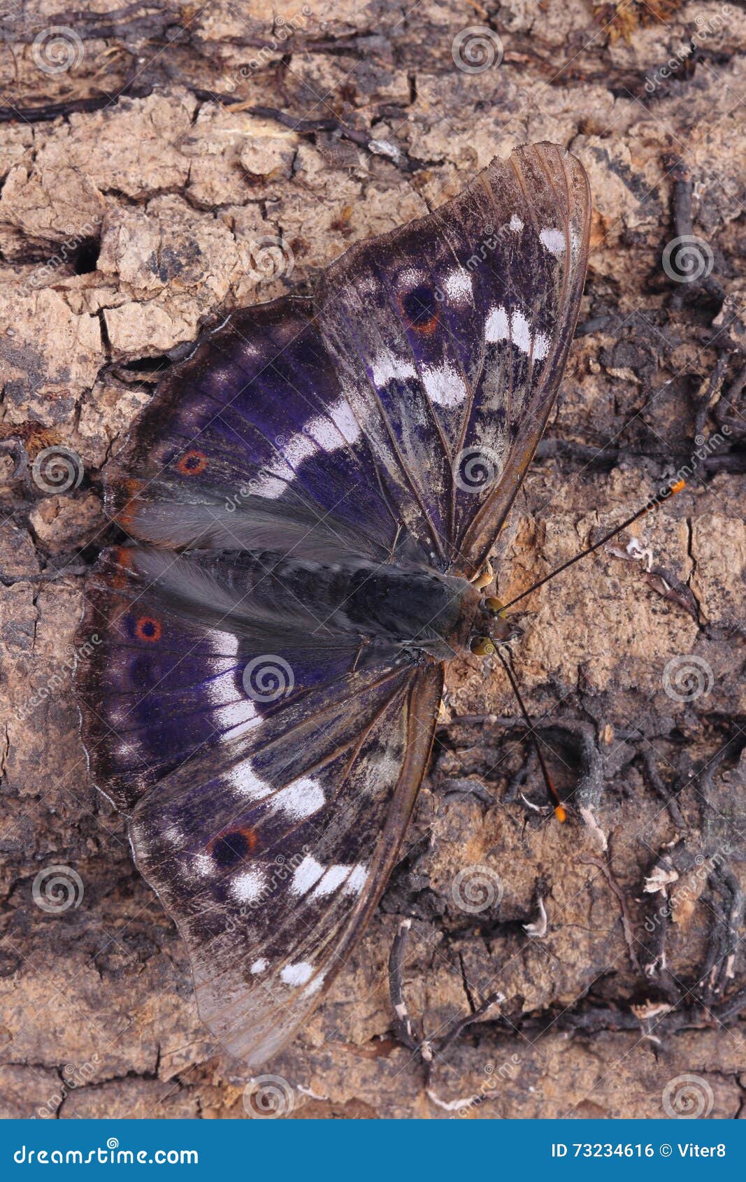 Butterfly - Lesser Purple Emperor (Apatura ilia) sitting on tree