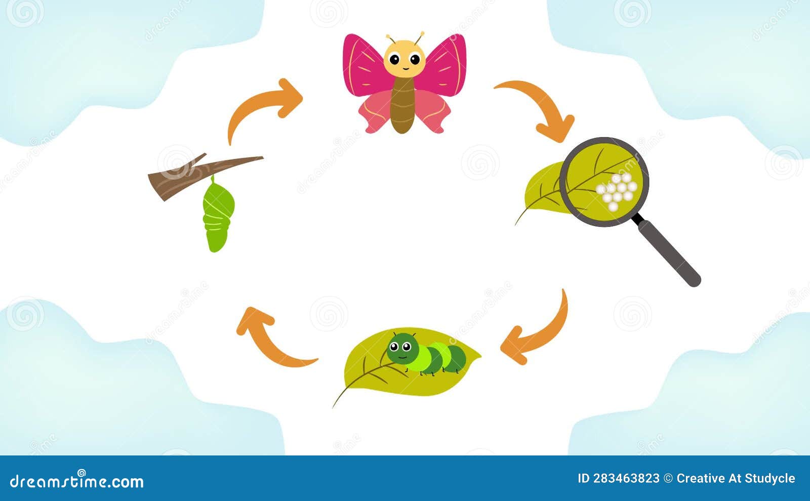 Butterfly Life Cycle Animation Stock Video Video of insect, animation