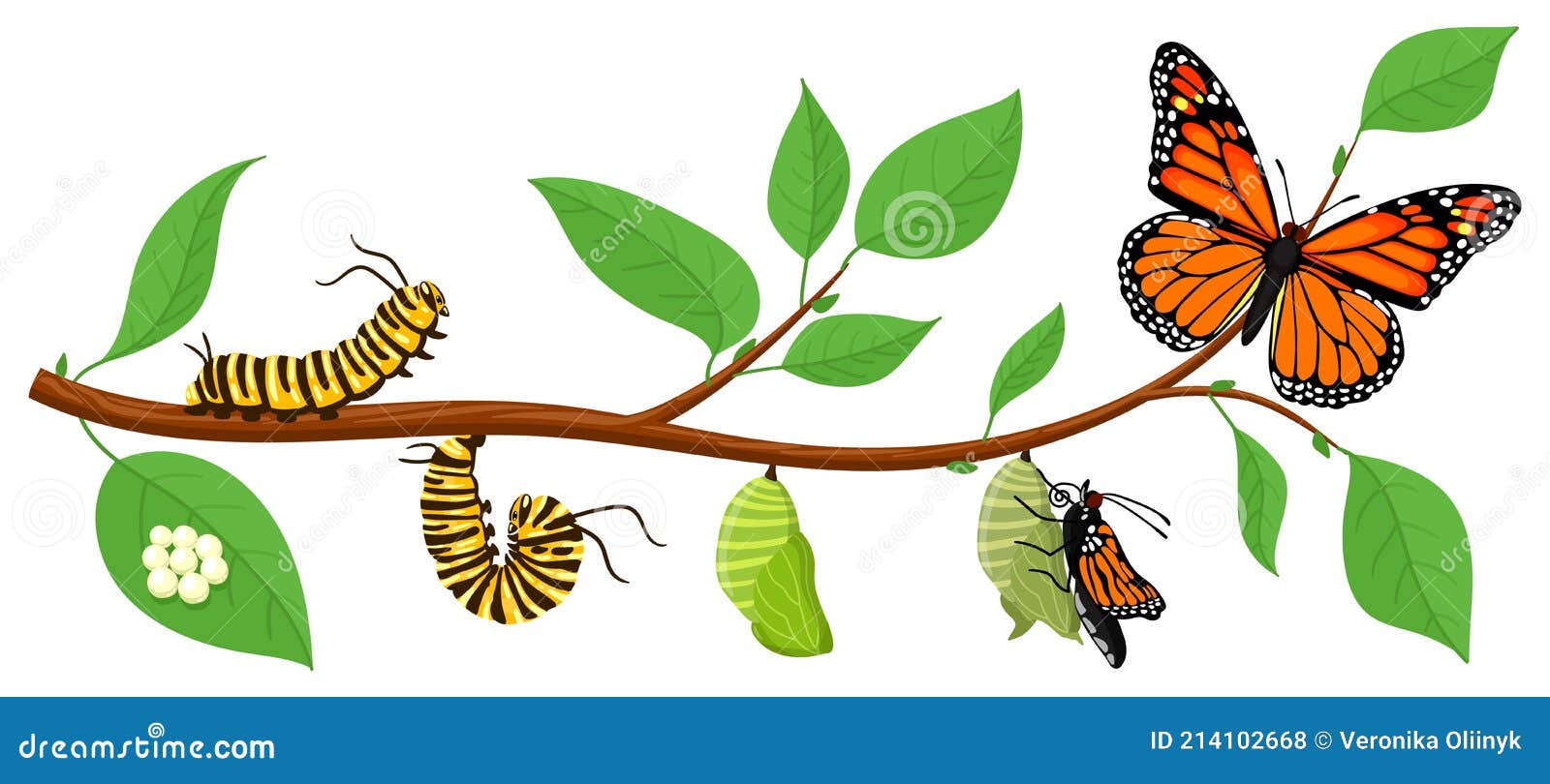 butterfly life cycle. cartoon caterpillar insects metamorphosis, eggs, larva, pupa, imago stages  