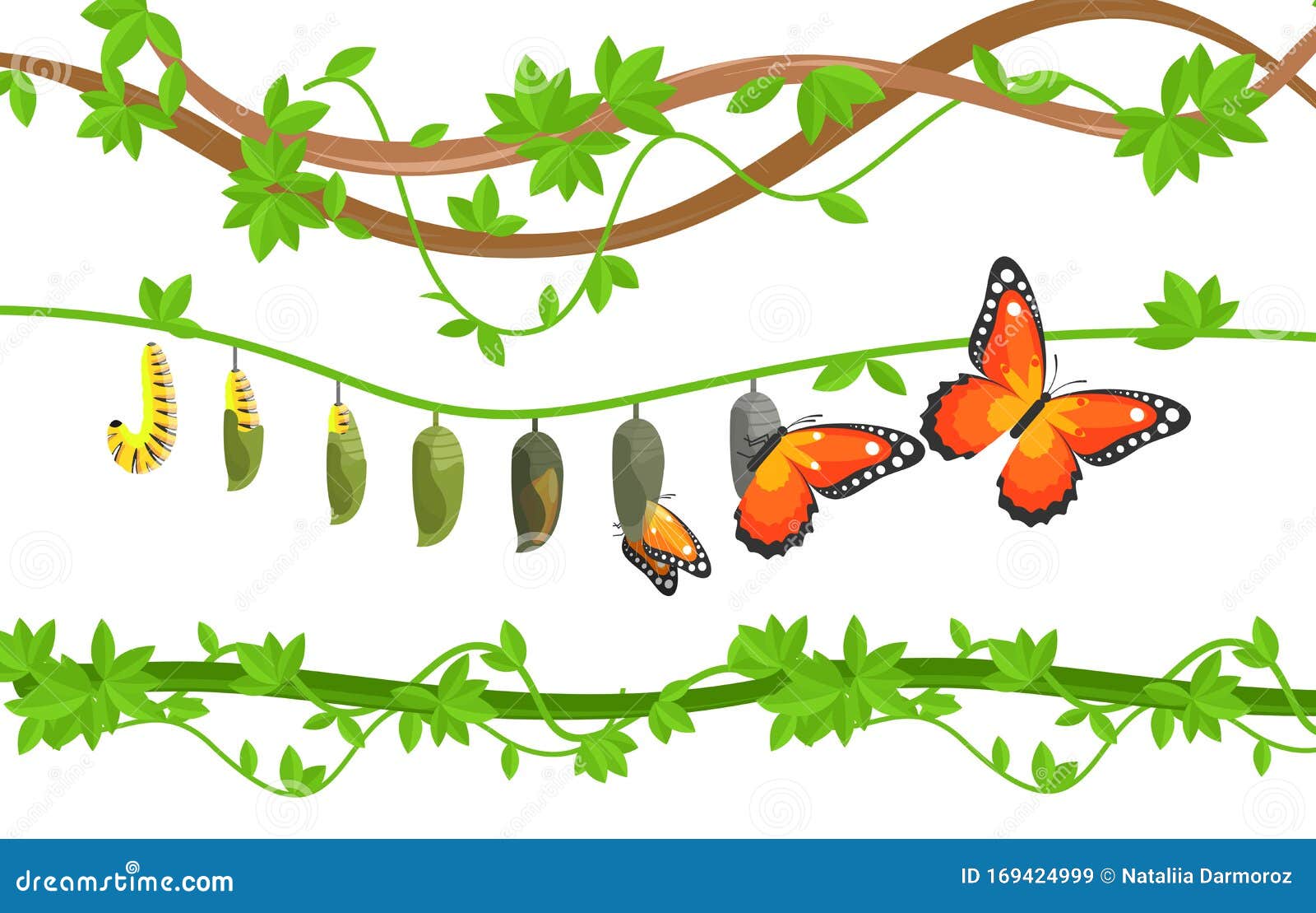 butterfly life cycle colorful flat  
