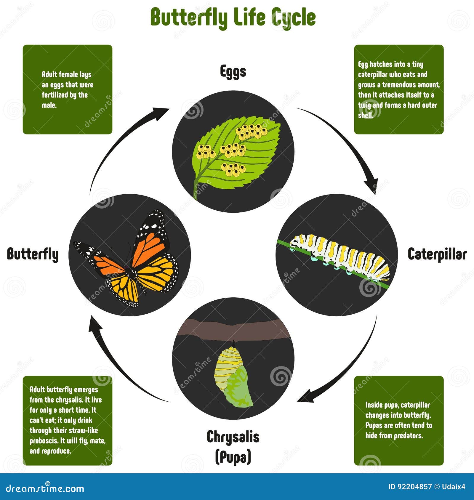 Monarch Butterfly Life Cycle Chart