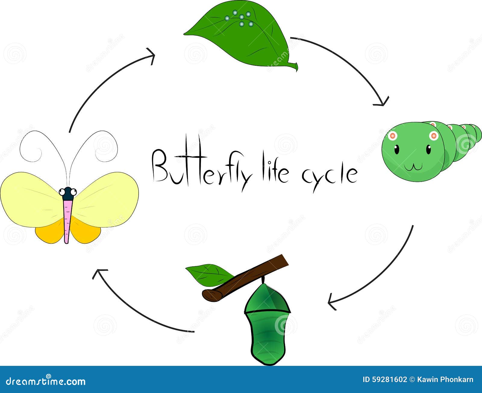 Butterfly Life Cycle Stock Vector Image 59281602