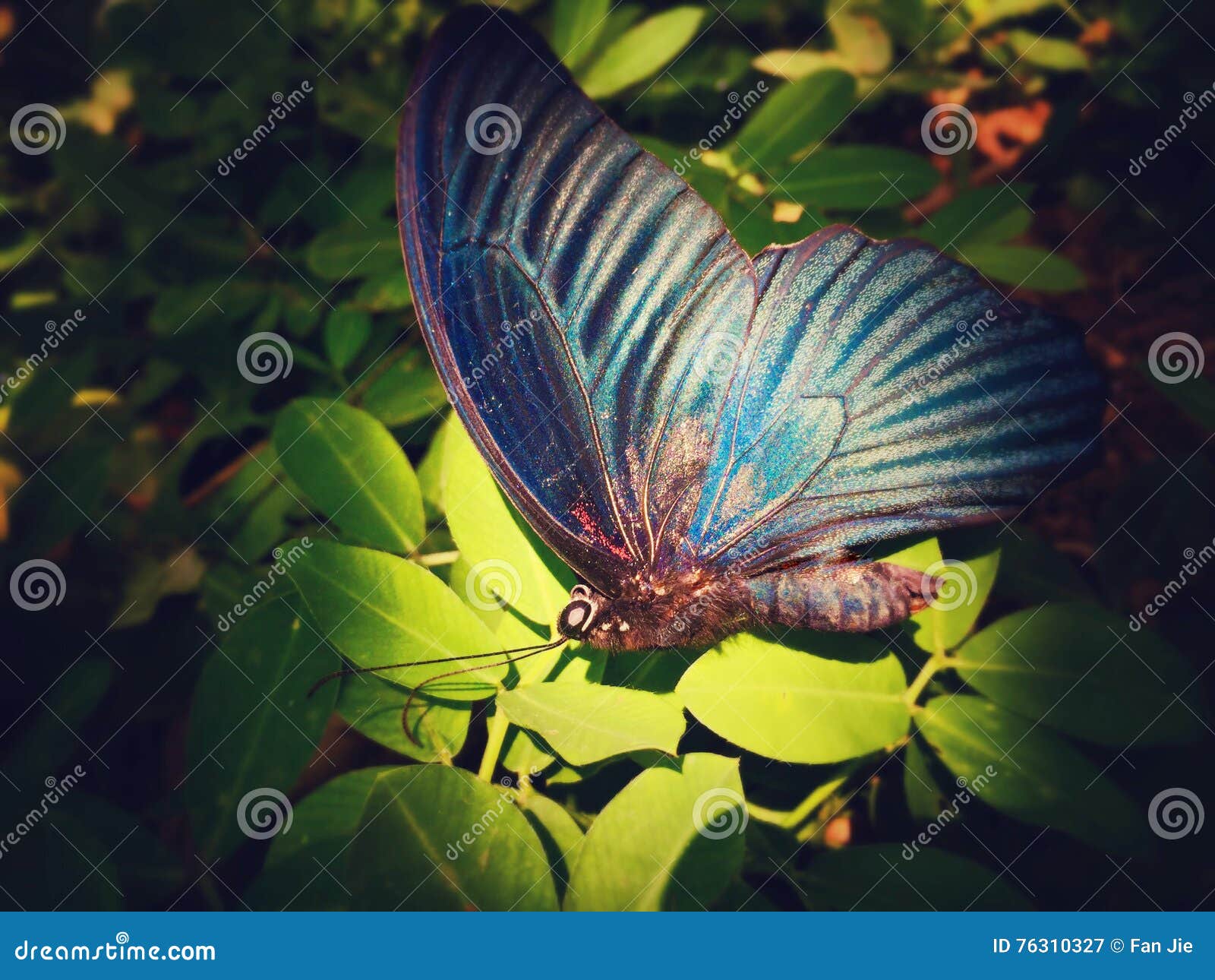 Butterfly stock image. Image of butterfly, quietly, sleeping 76310327