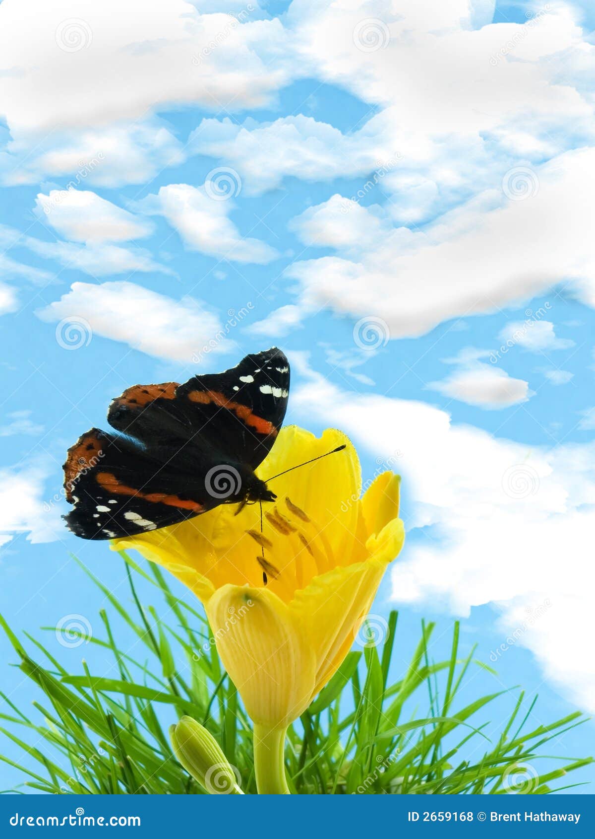 Butterfly on lily stock photo. Image of petals, insect 2659168