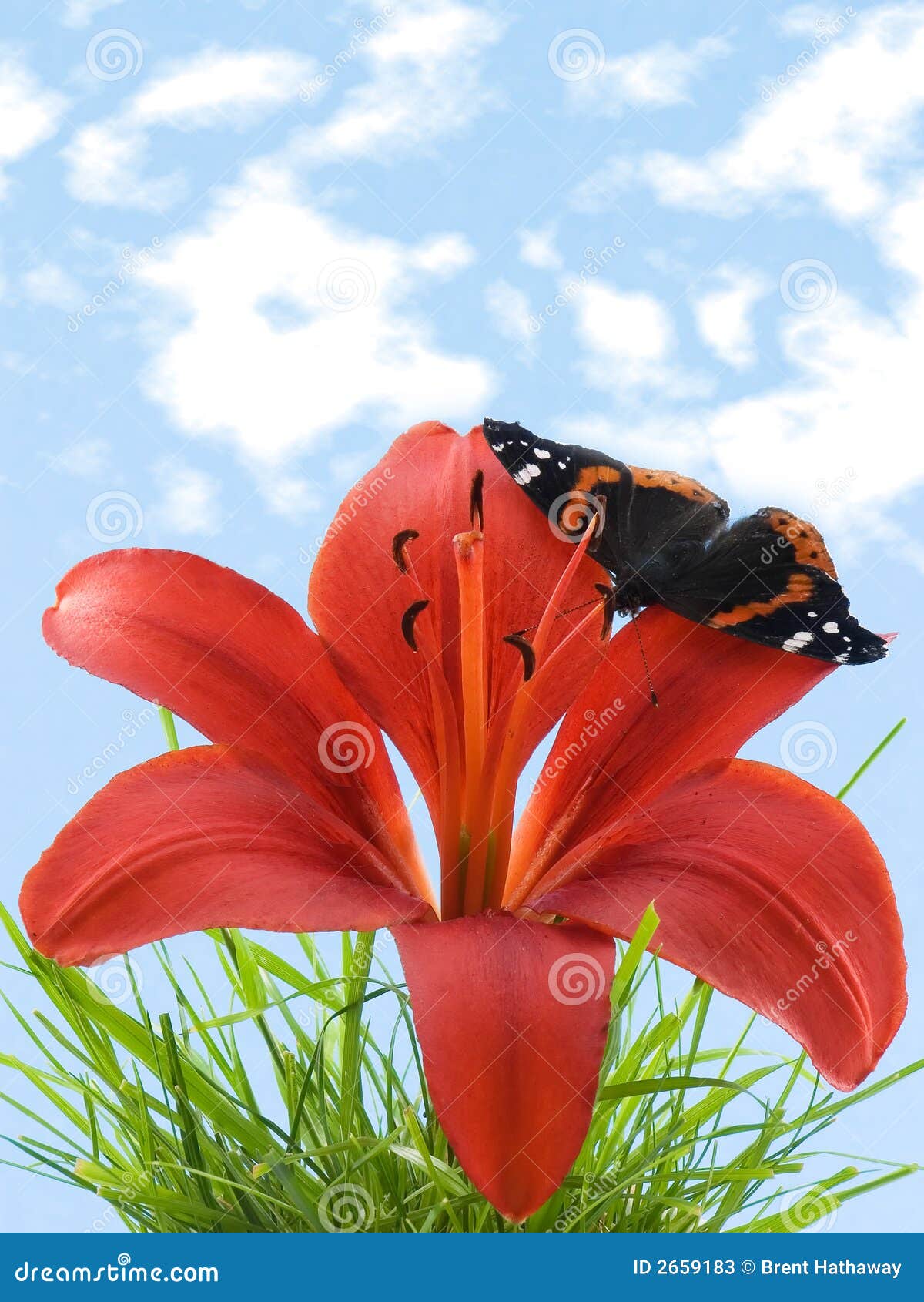 Butterfly on lily stock image. Image of grass, summer 2659183