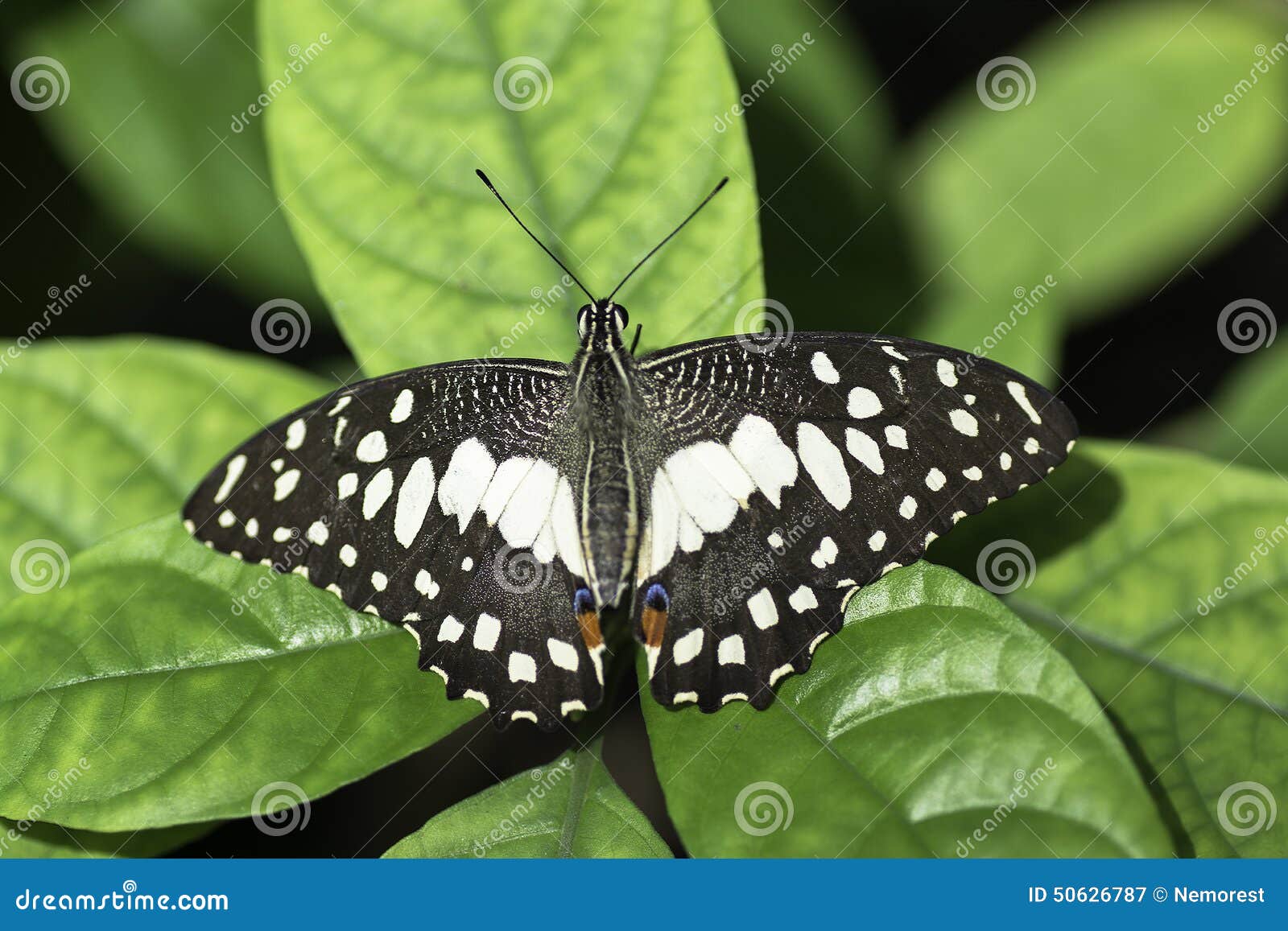 Butterfly stock image. Image of tentacles, insects, wings 50626787