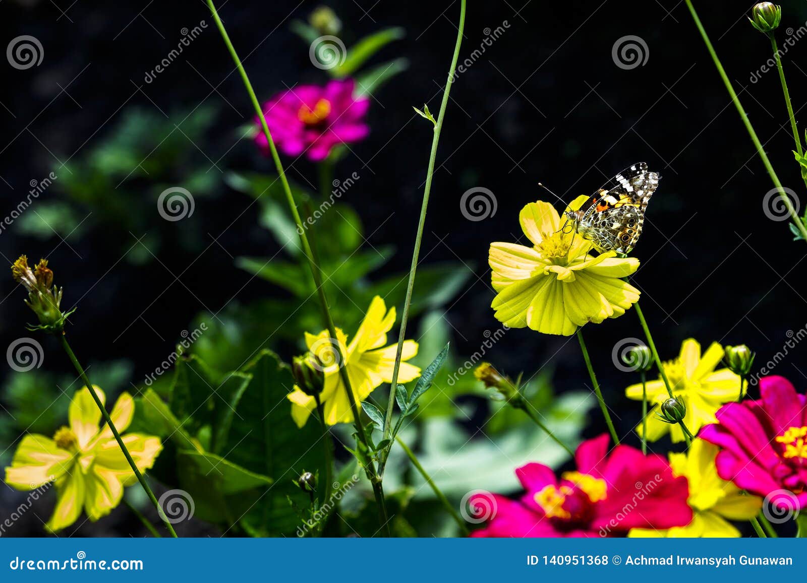 Butterfly Perch On The Yellow Flower In The Garden Stock Photo Image Of Flora Colorful 140951368