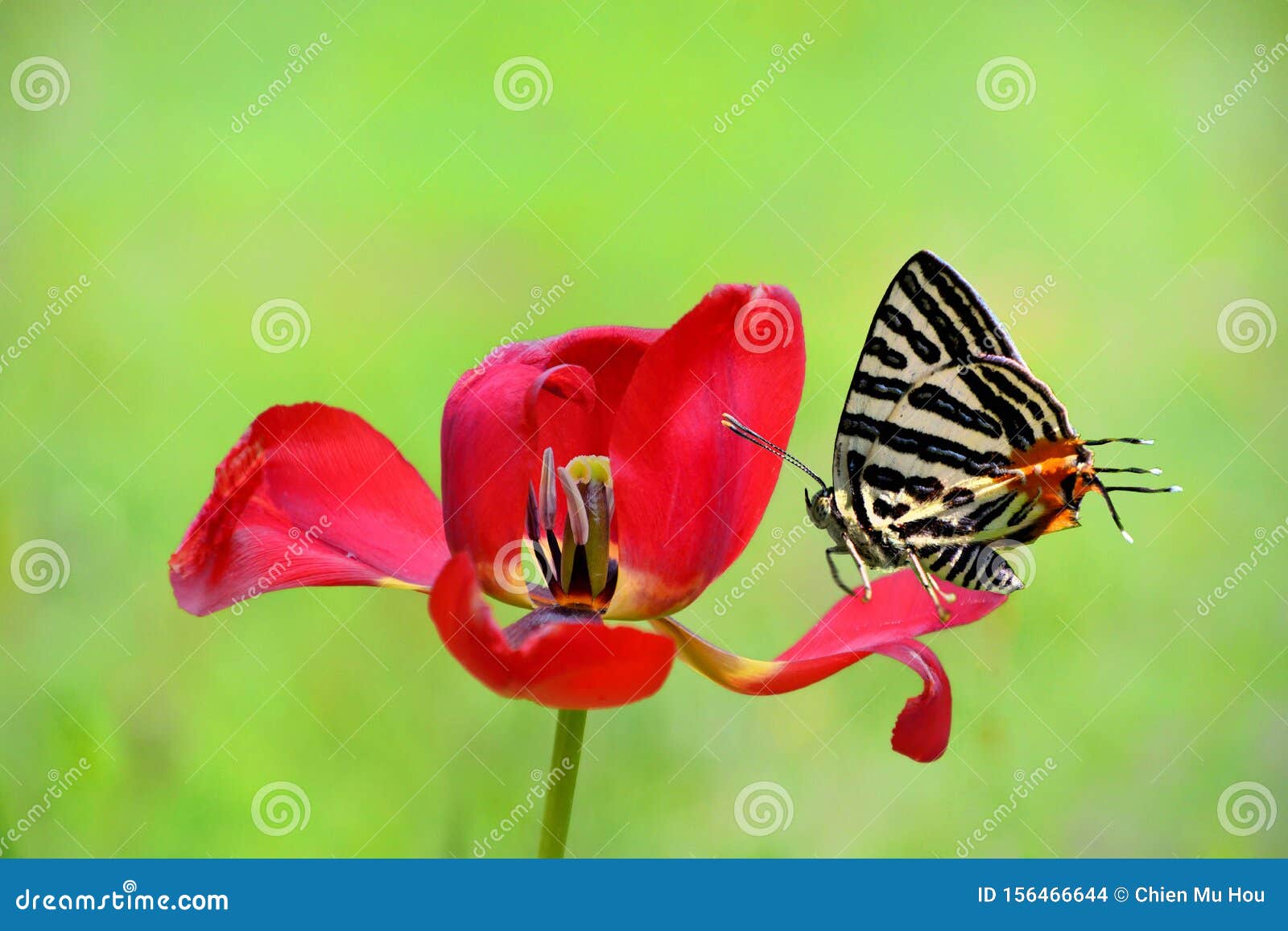 Butterfly love flower stock photo. Image of delicatessen 156466644