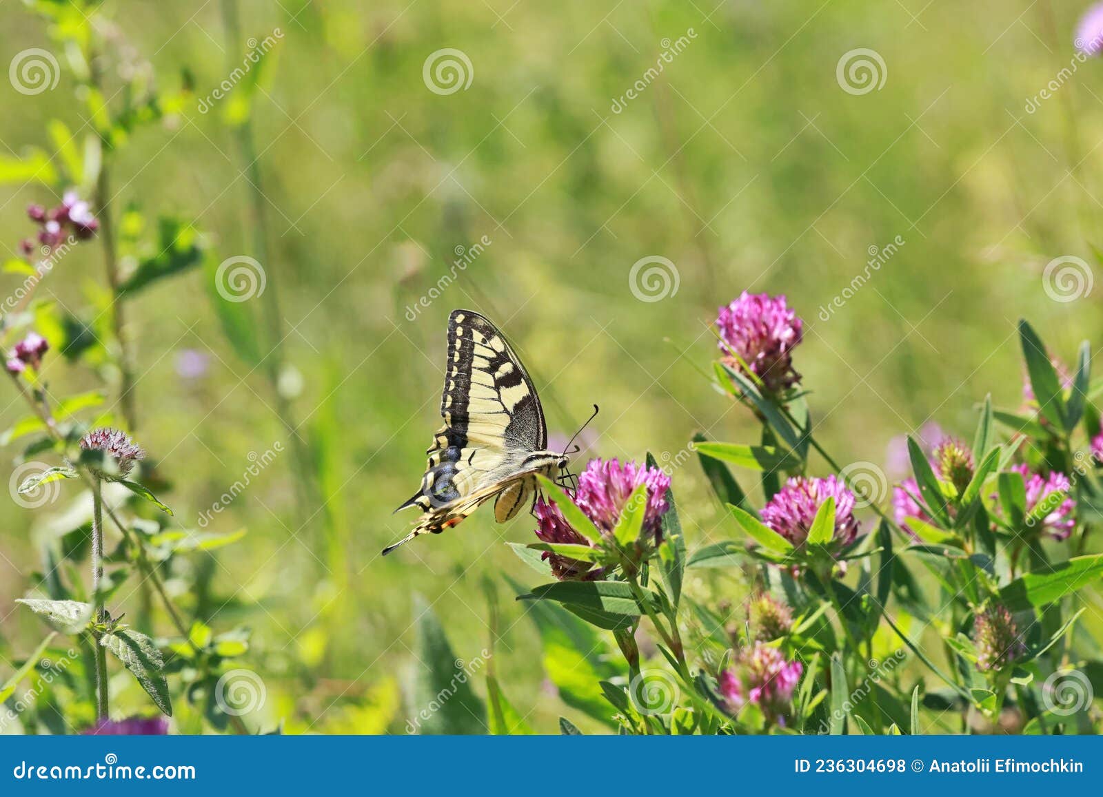 butterfly machaon papilio machaon is a day butterfly from the family of sailboats or cavaliers papilionidae.