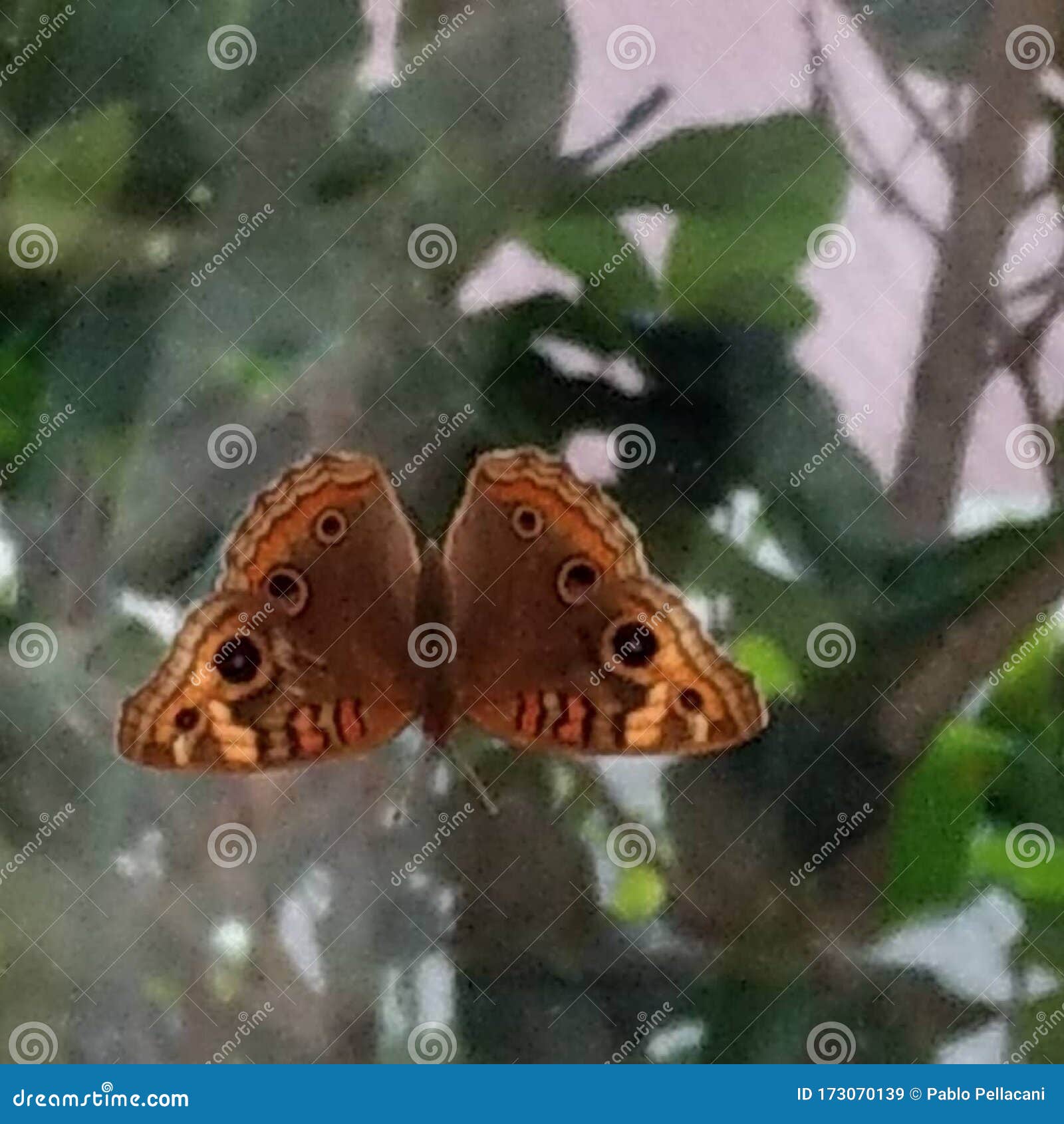 butterfly mariposa monarca primavera spring