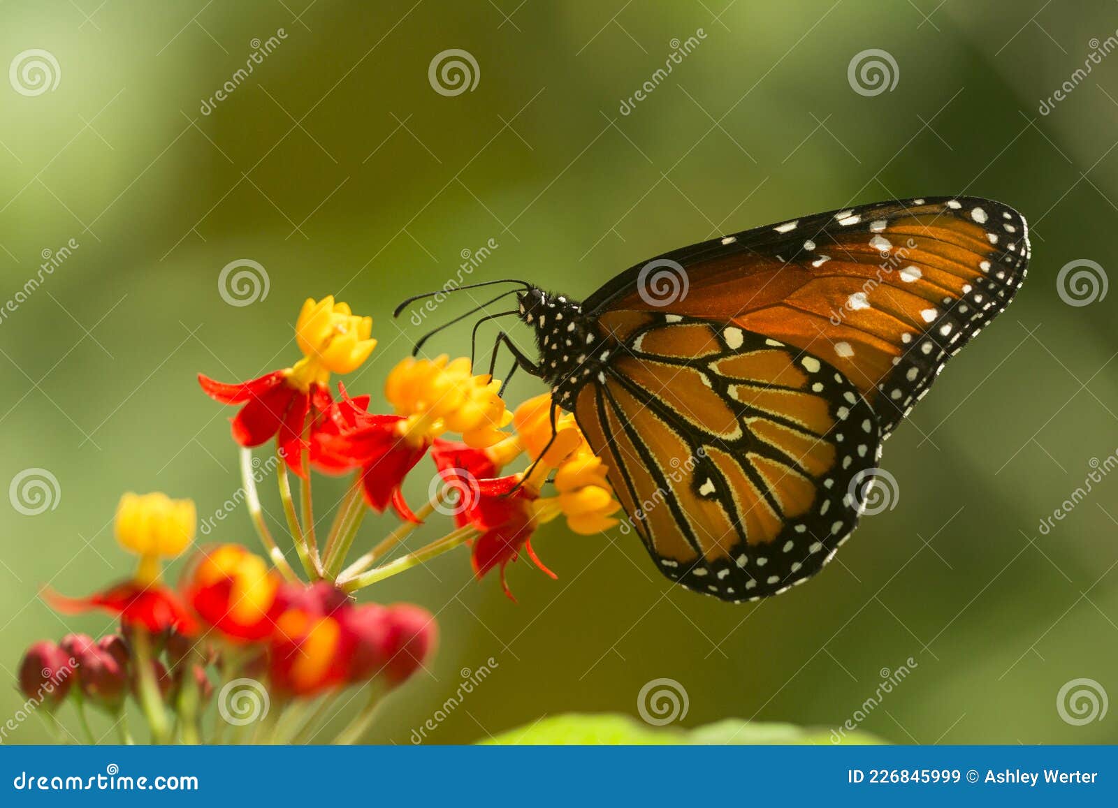butterfly at mariposario jardin magico
