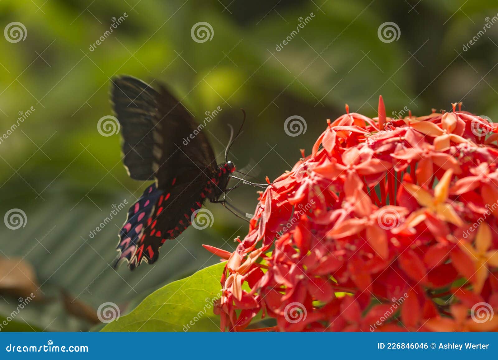 butterfly at mariposario jardin magico