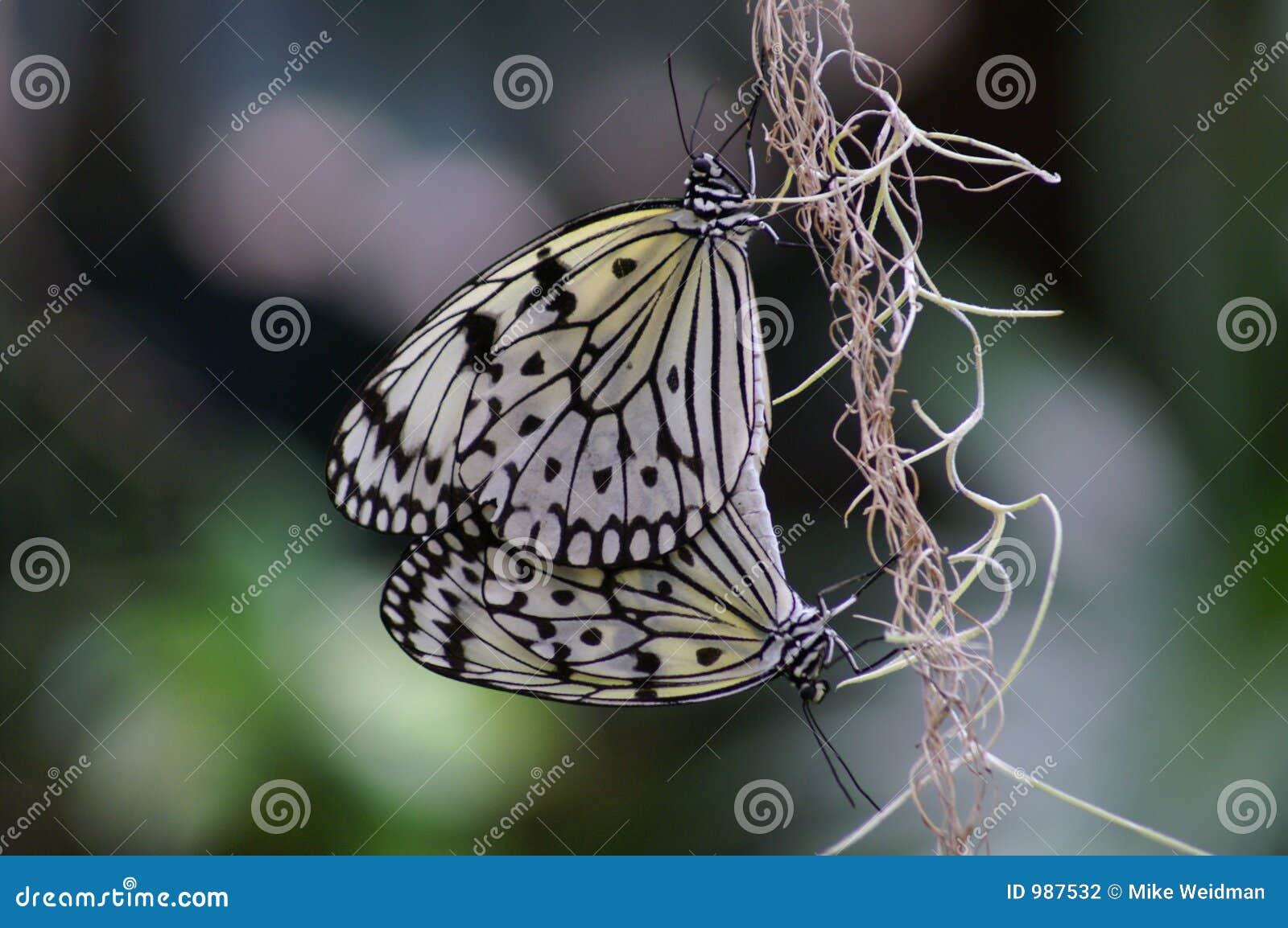 Butterfly Mating stock photo. Image of mating, animals 987532