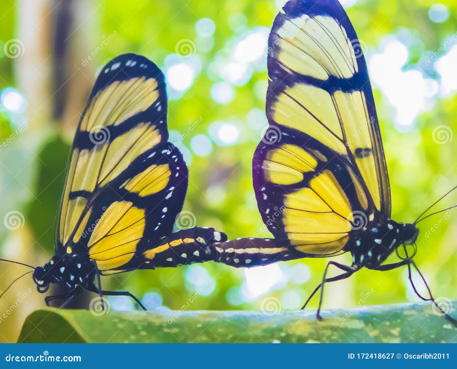 Butterfly Mating on Amazon Jungle Stock Image Image of butterfly, natural 172418627