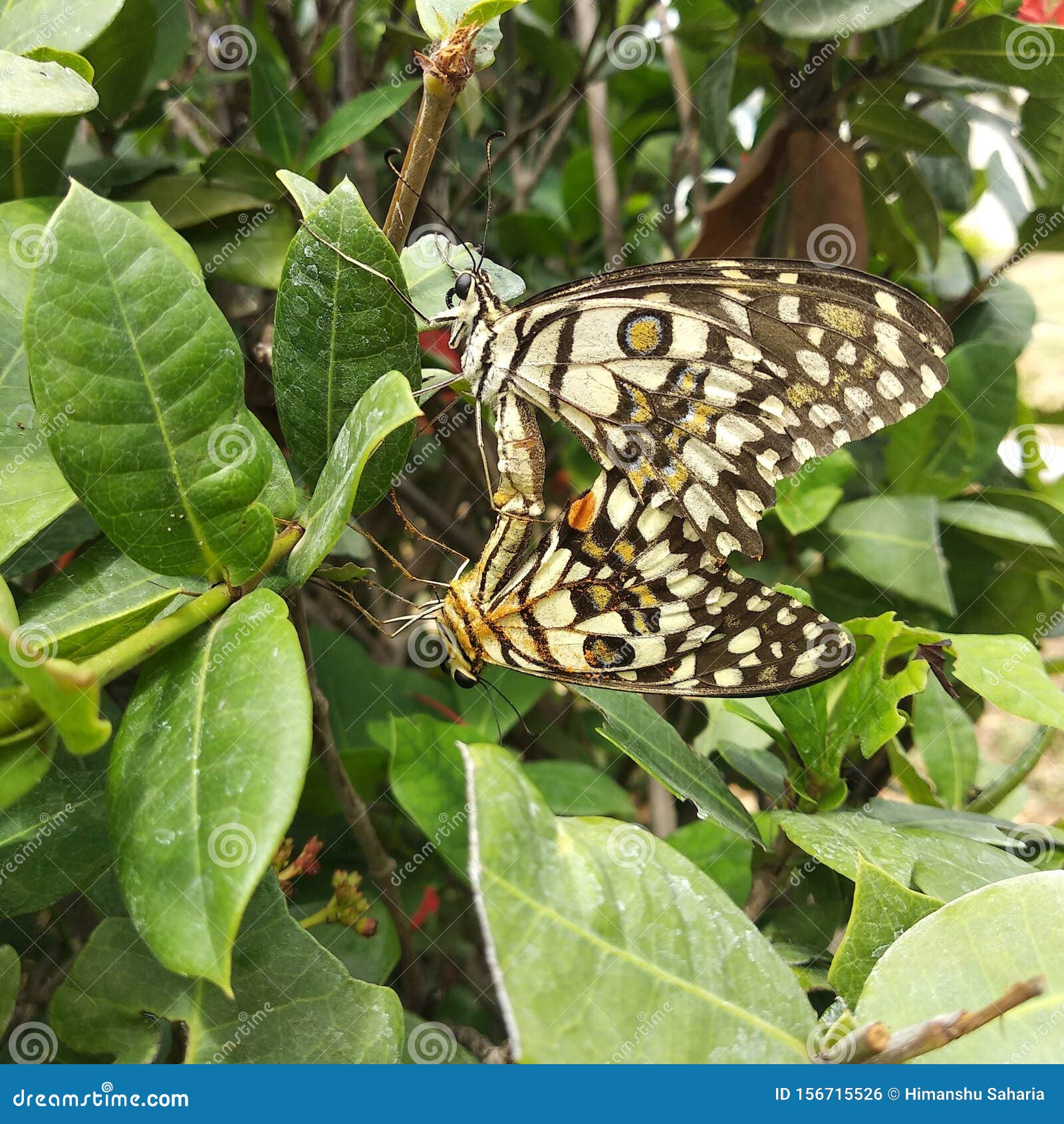 butterfly mating in garden plant