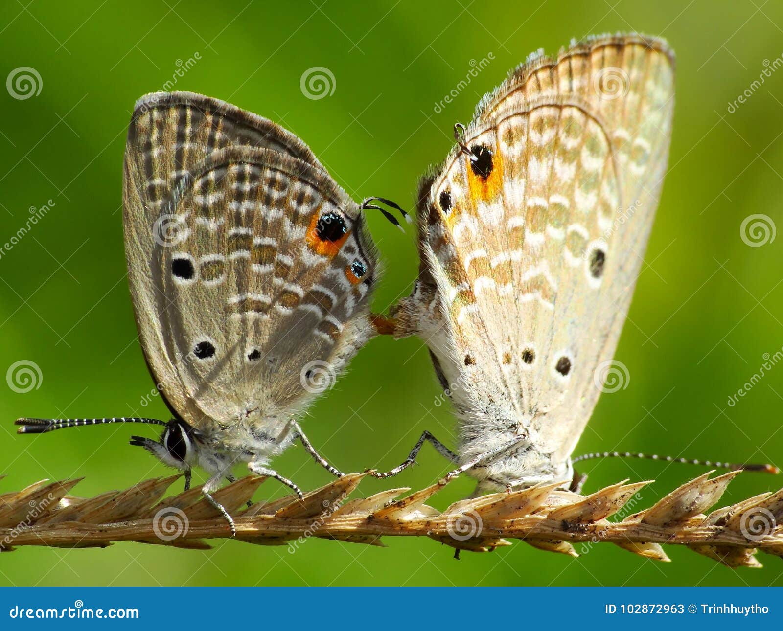 Butterfly matting stock image. Image of looking, antenna - 102872963