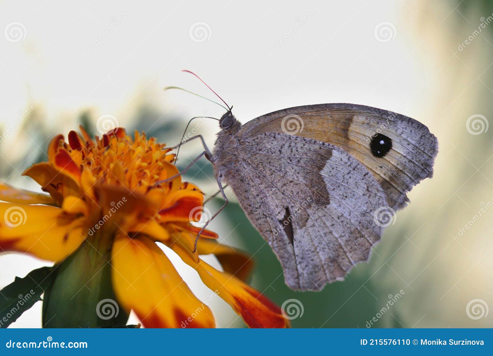 butterfly meadow brown (maniola jurtina)