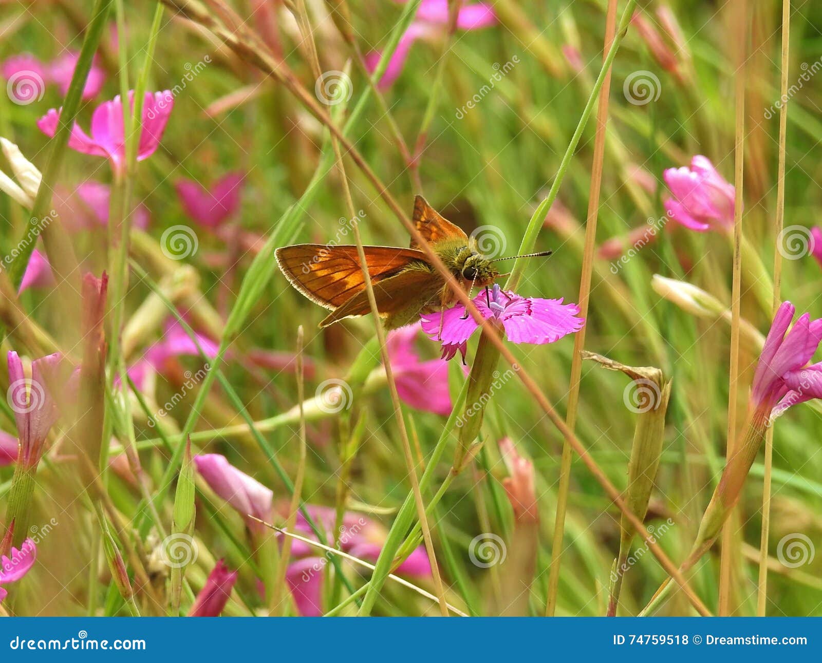 Butterfly stock photo. Image of vegetation, meadow, beautiful 74759518