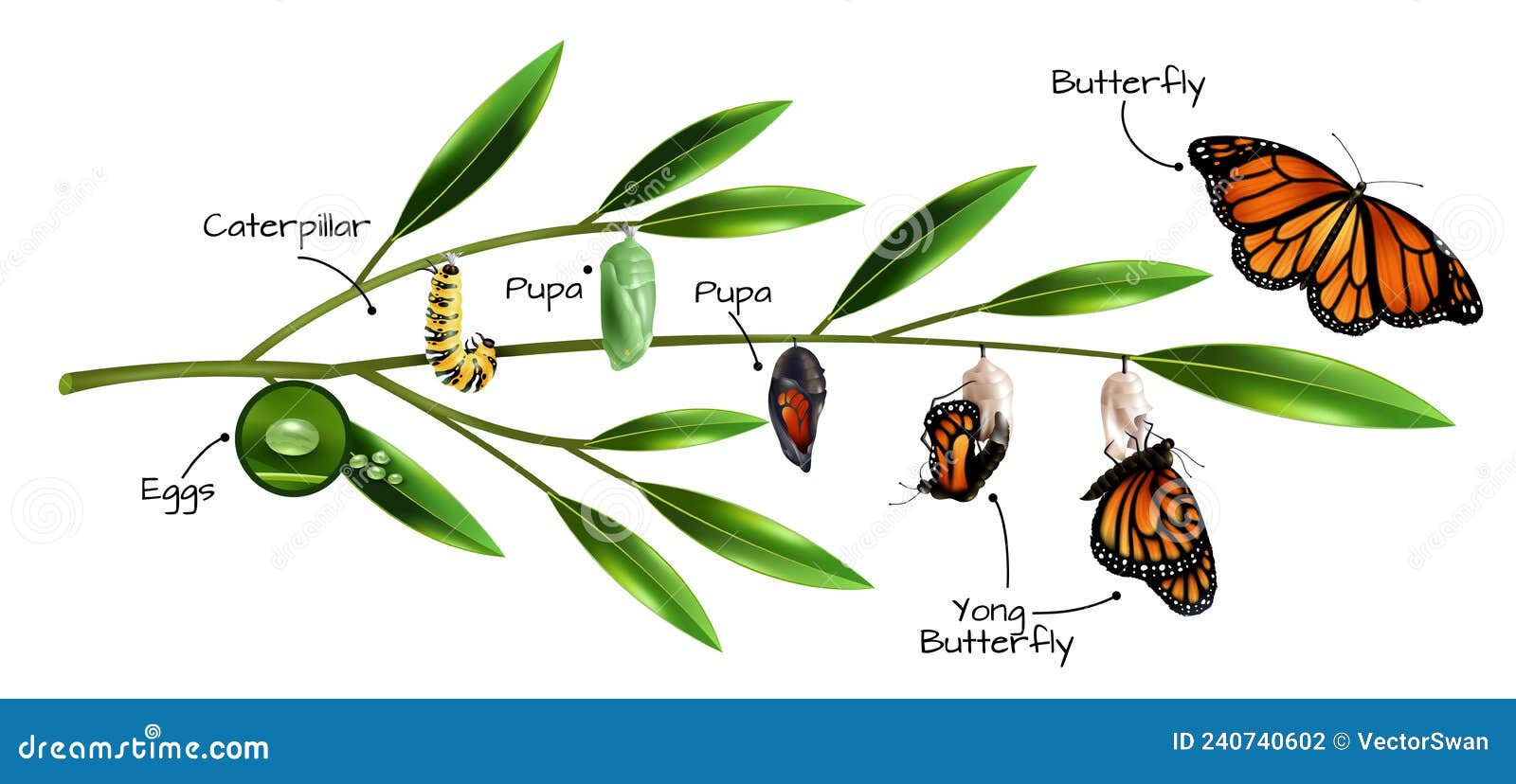 Butterfly Metamorphosis. Caterpillar Development Stages. Larva And Cocoon On Branch. Insect