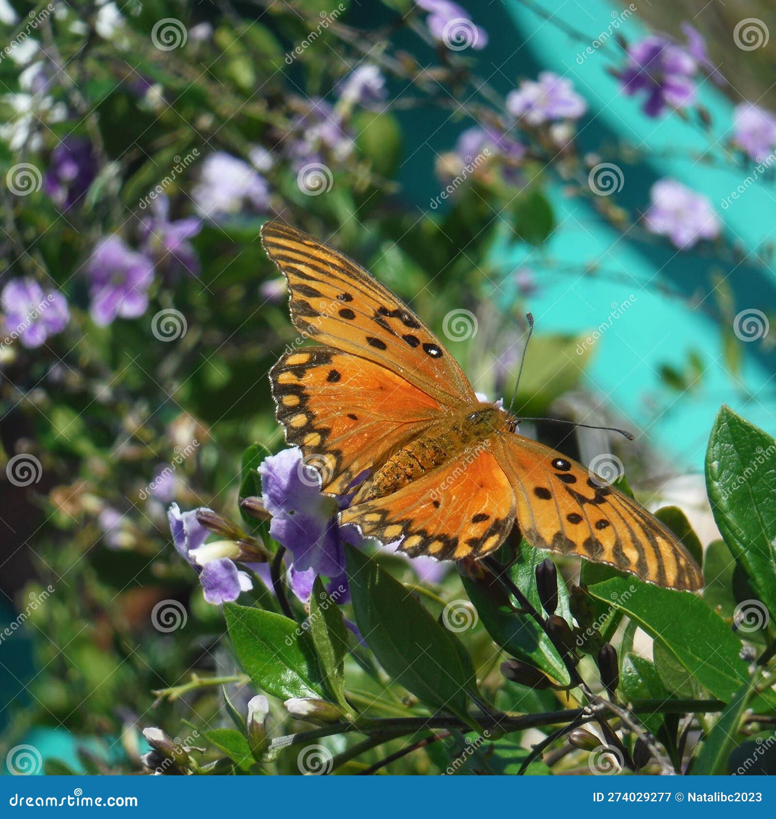 butterfly monarch - mariposa monarca