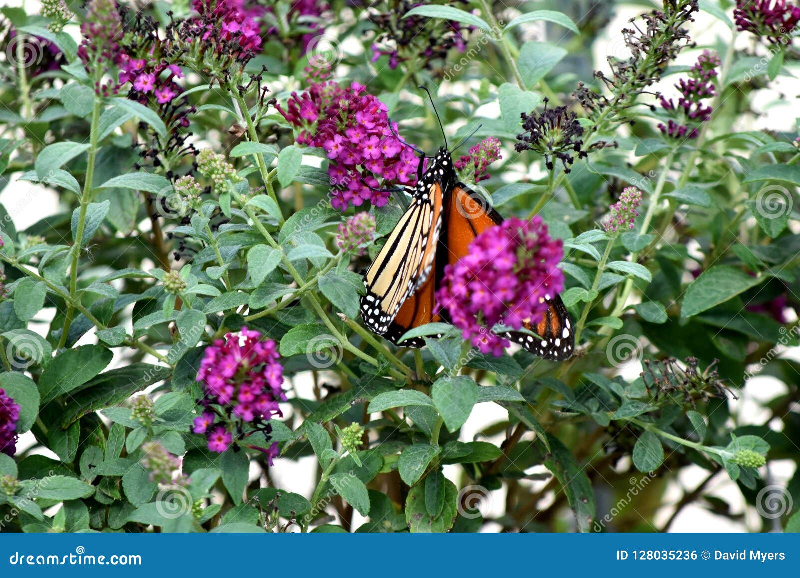 Butterfly Monarch Migrating South To Oklahoma City Stock Photo