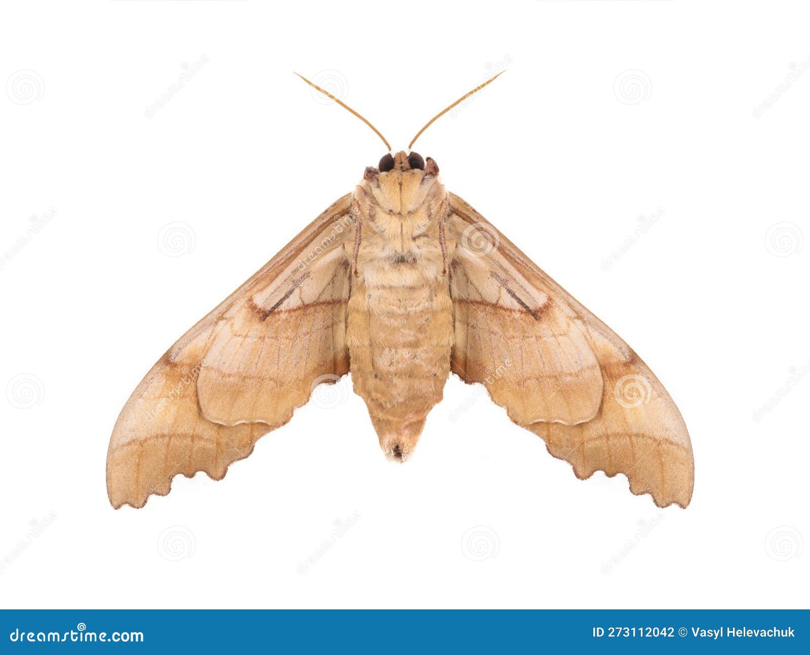 Butterfly Moth Isolated on White Stock Photo Image of cute, biology 273112042