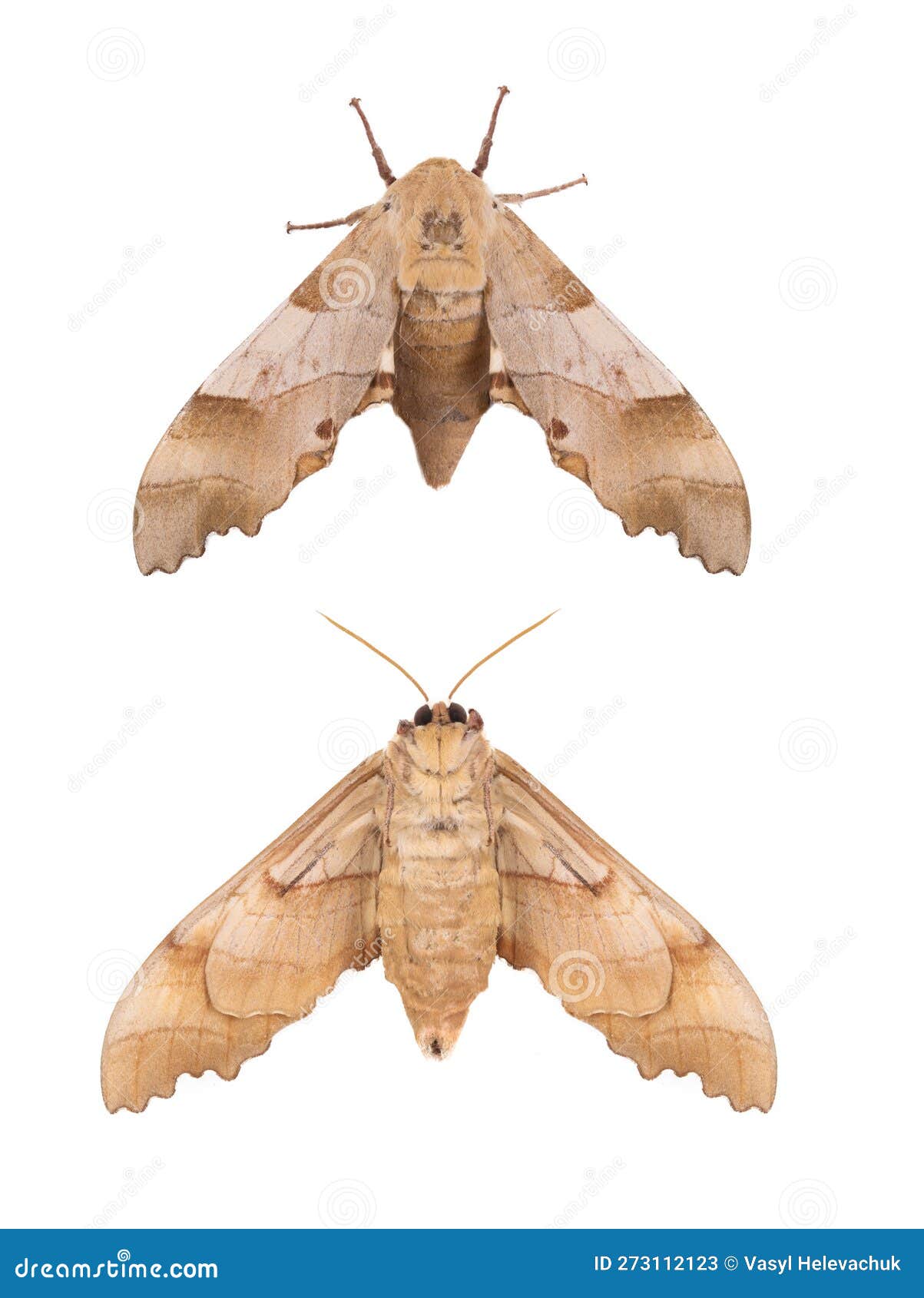 Butterfly Moth Isolated on White Stock Image Image of bright, wild