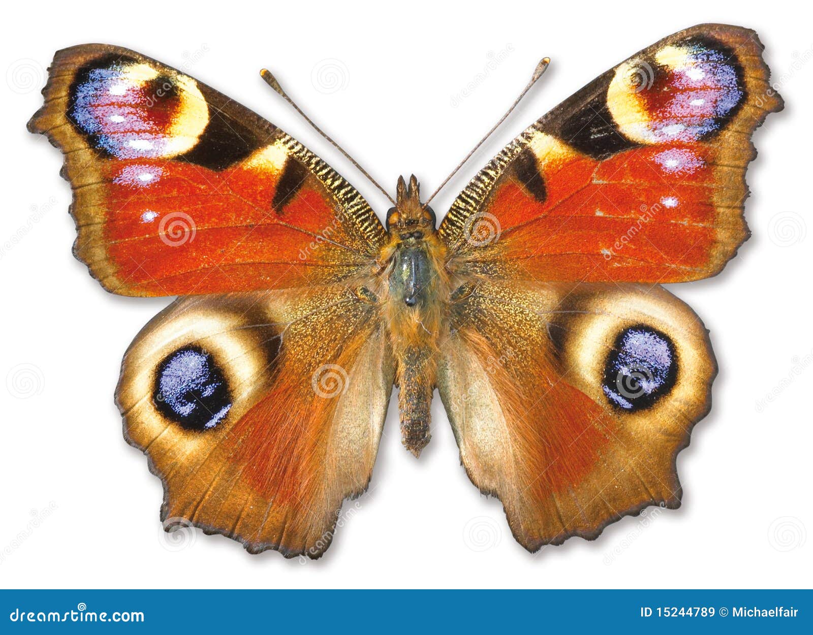 Butterfly Moth on a White Background Stock Image - Image of overhead ...