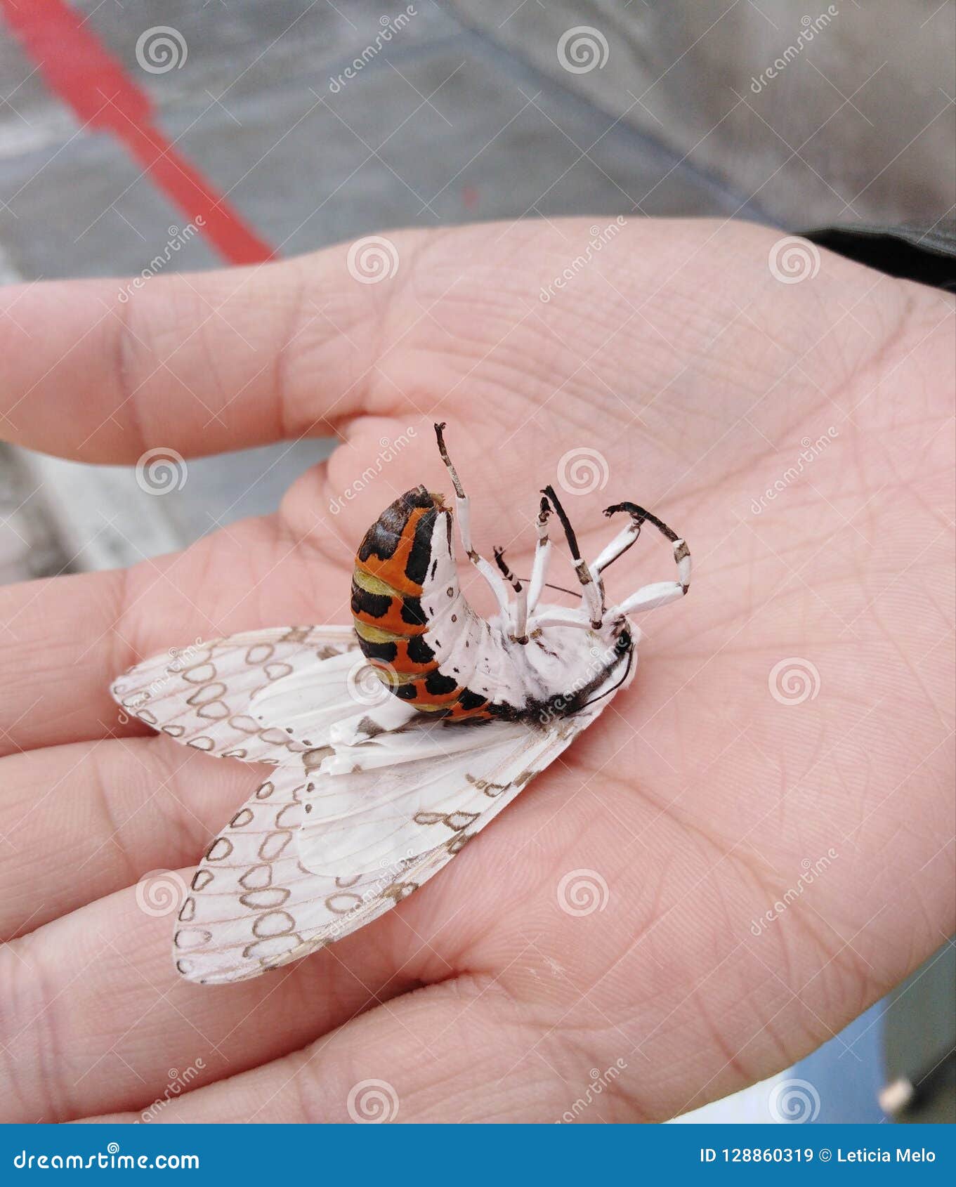Butterfly or moth stock image. Image of white, moth 128860319