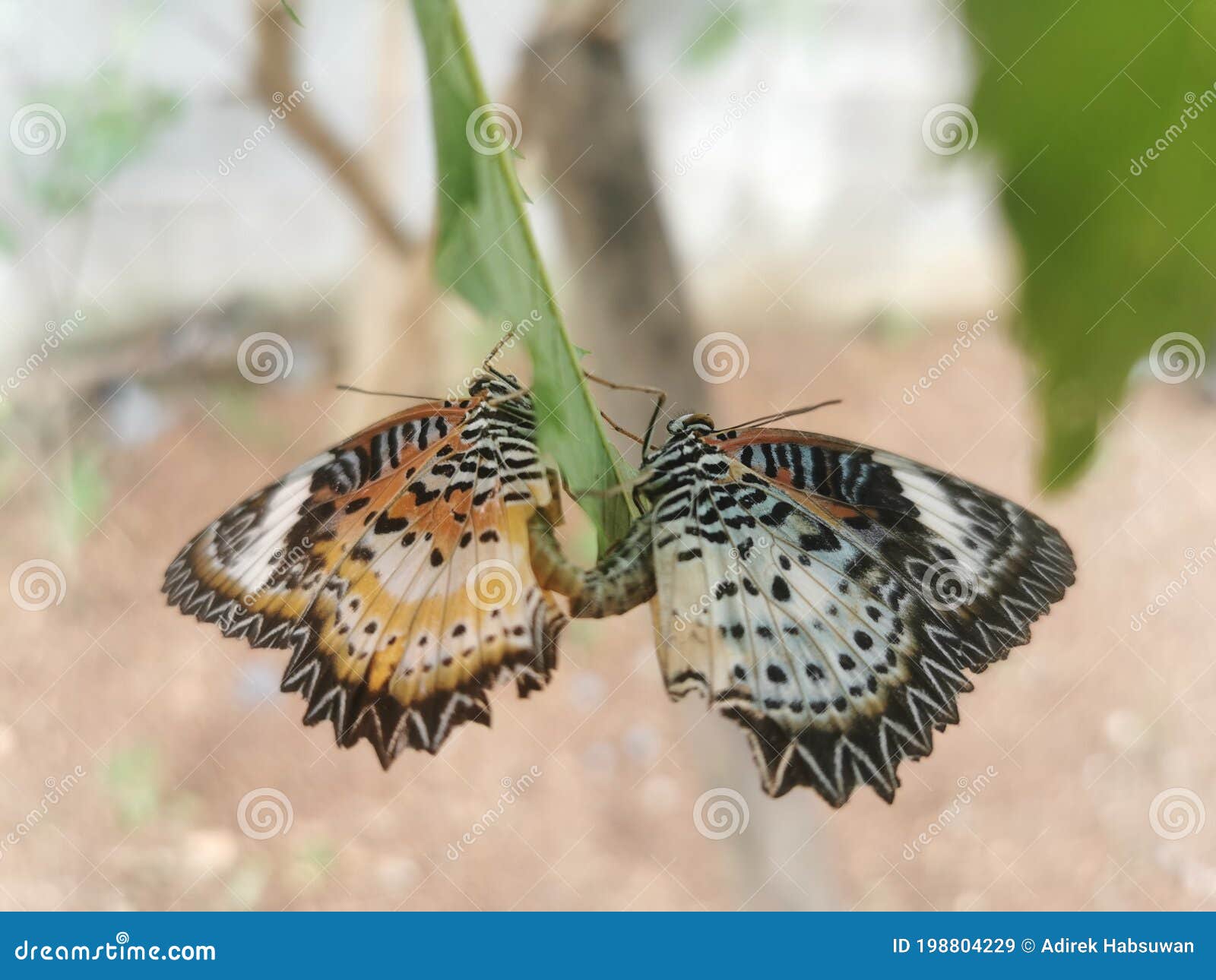 Butterfly Natural Breed Spouse Stock Image Image of natural, spou
