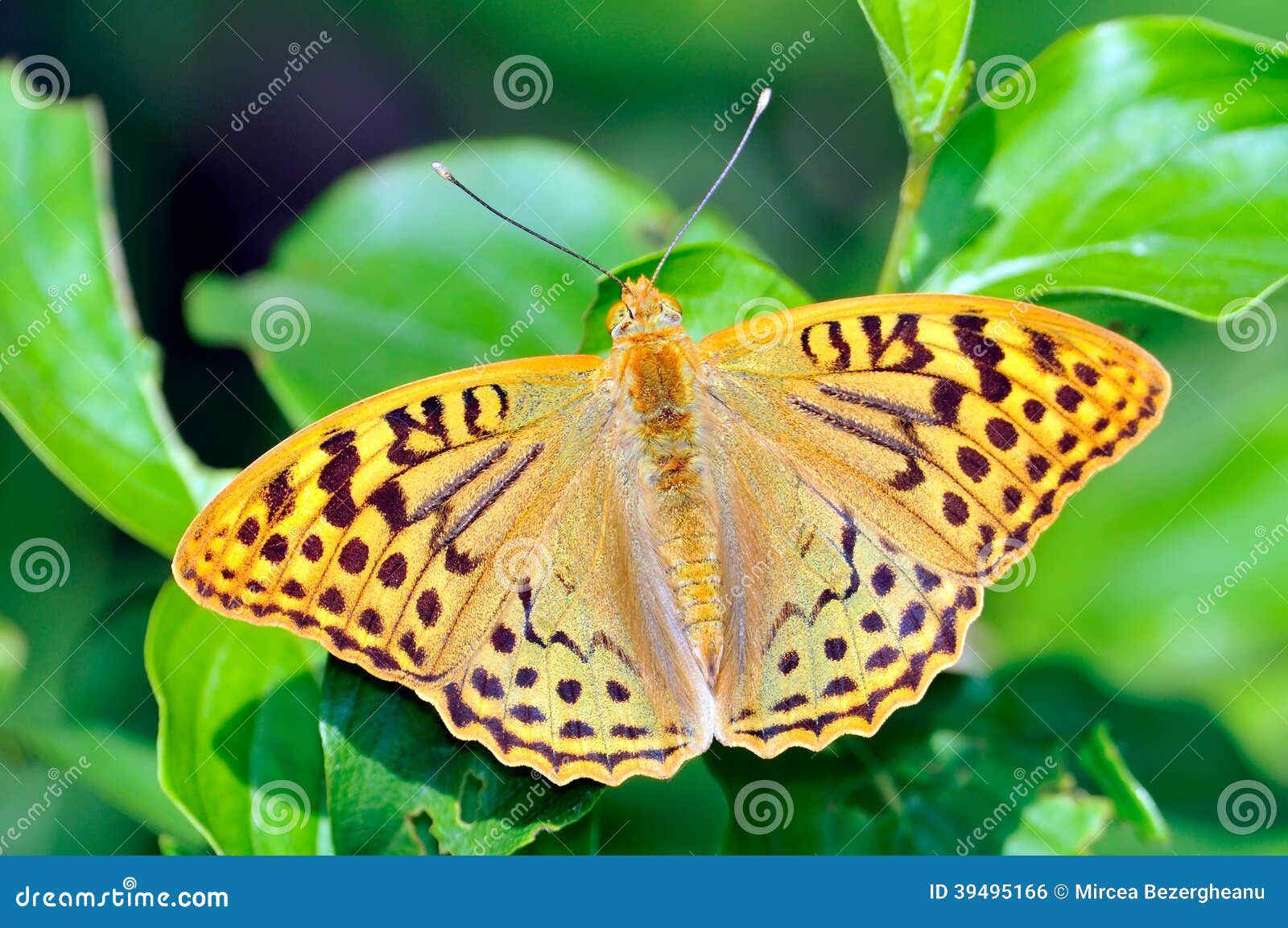 butterfly in natural habitat (melitaea aethera)