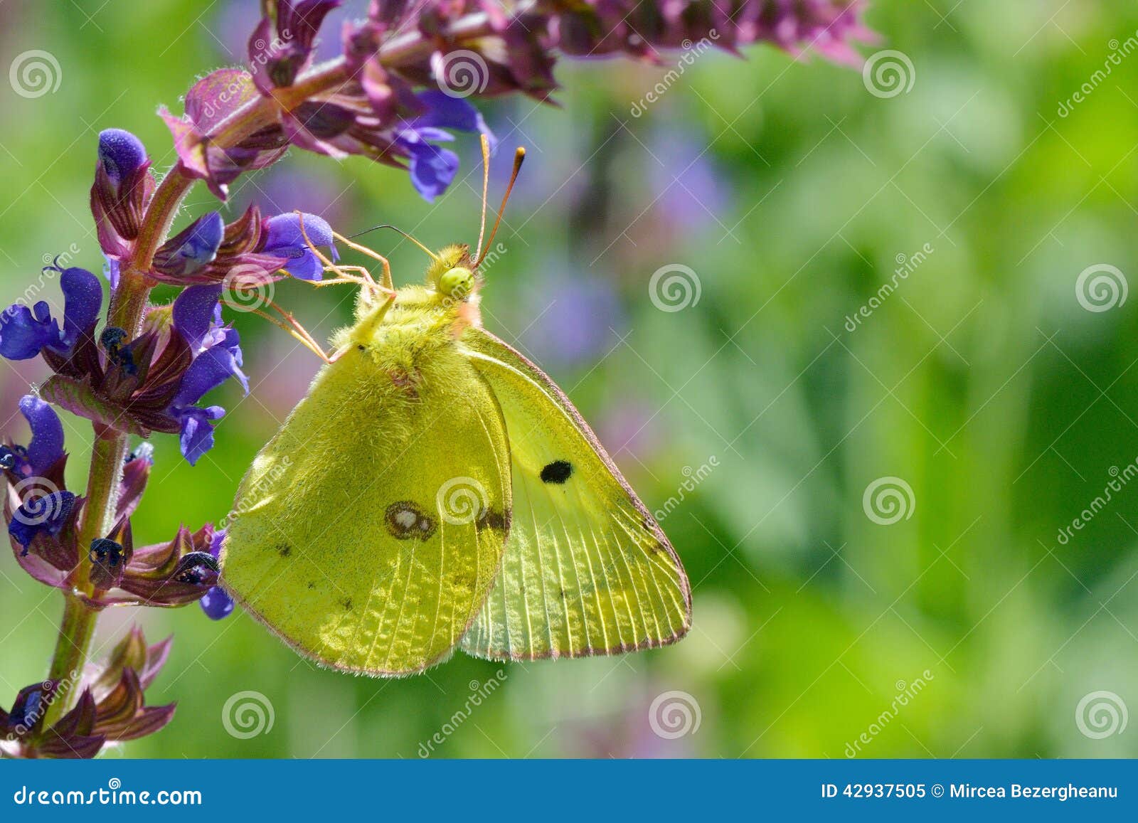 Butterfly in Natural Habitat Stock Image Image of butterfly, concept 42937505
