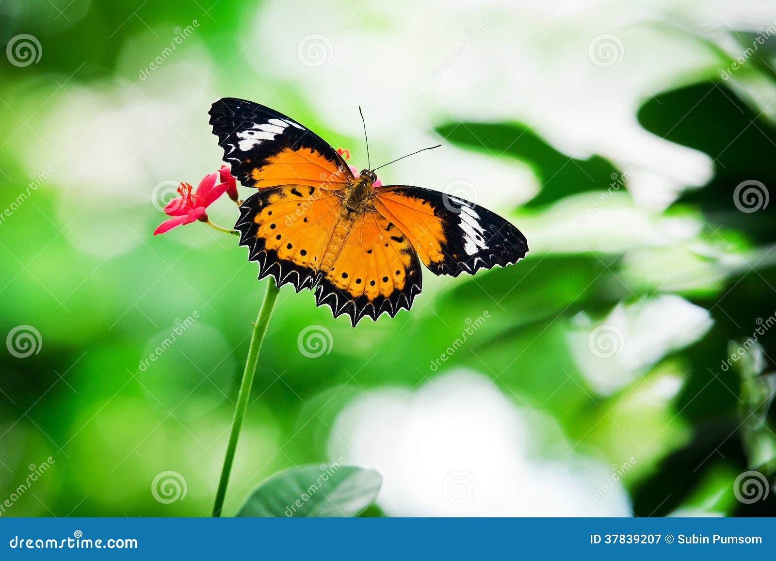 Butterfly nectar. stock image. Image of migratory, macro 37839207