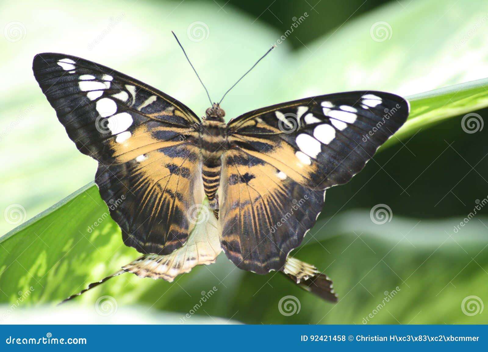 Butterfly stock photo. Image of nice, blatt, butterfly 92421458