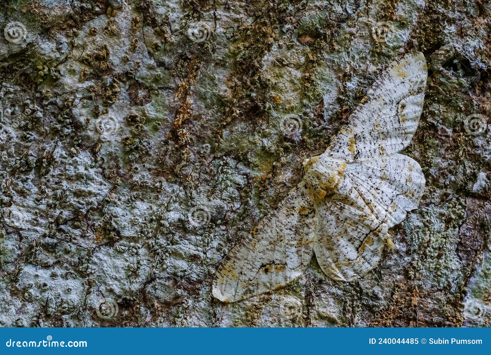 Butterfly on the Bark Background Stock Image - Image of nymphalidae