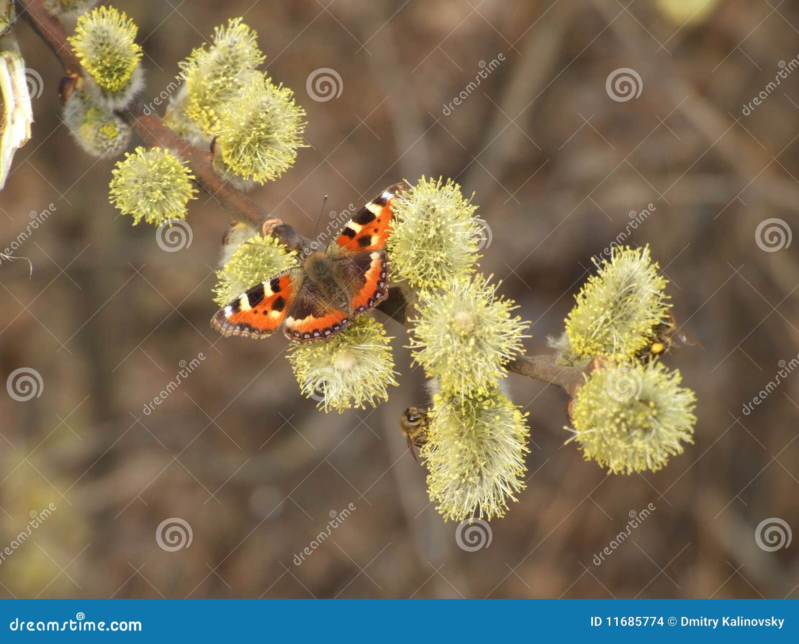 Butterfly with Orange Brown Wings Stock Photo - Image of admiral
