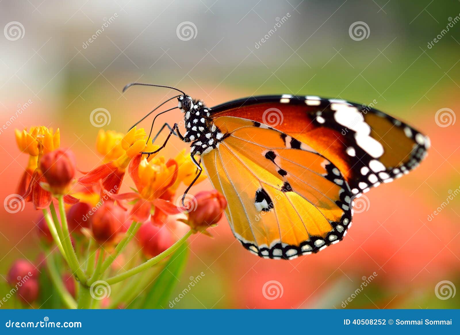 Butterfly on orange flower stock photo. Image of natural 40508252