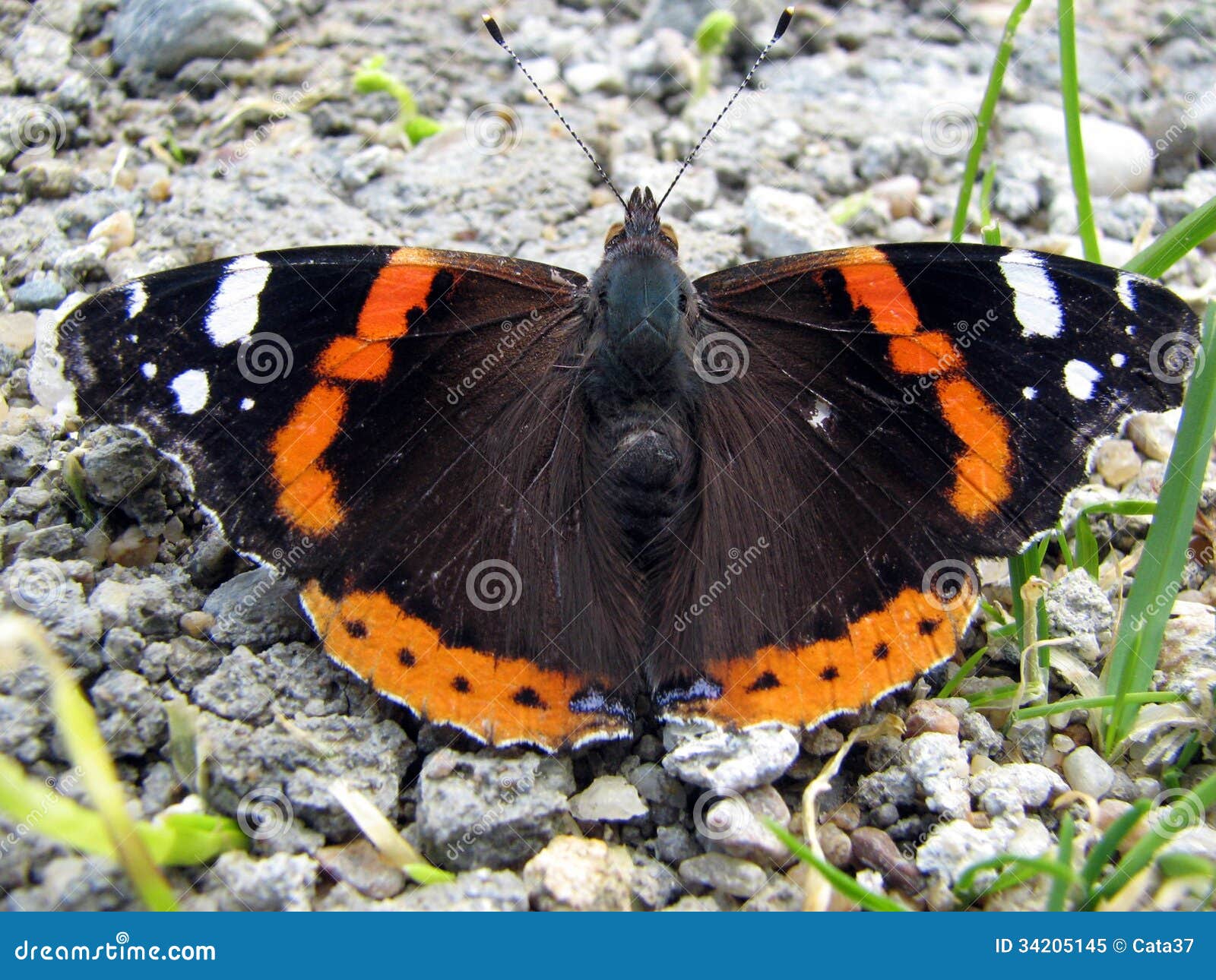 Butterfly stock image. Image of animals, insect, warm 34205145