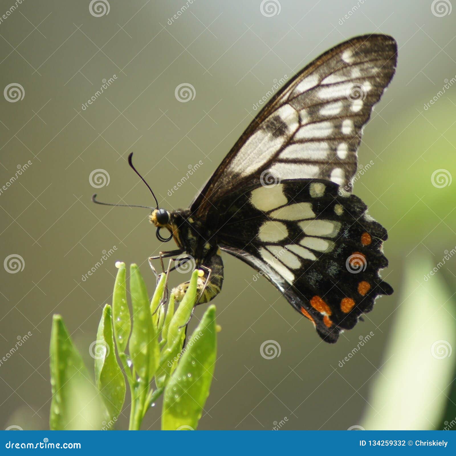 My Image 21
