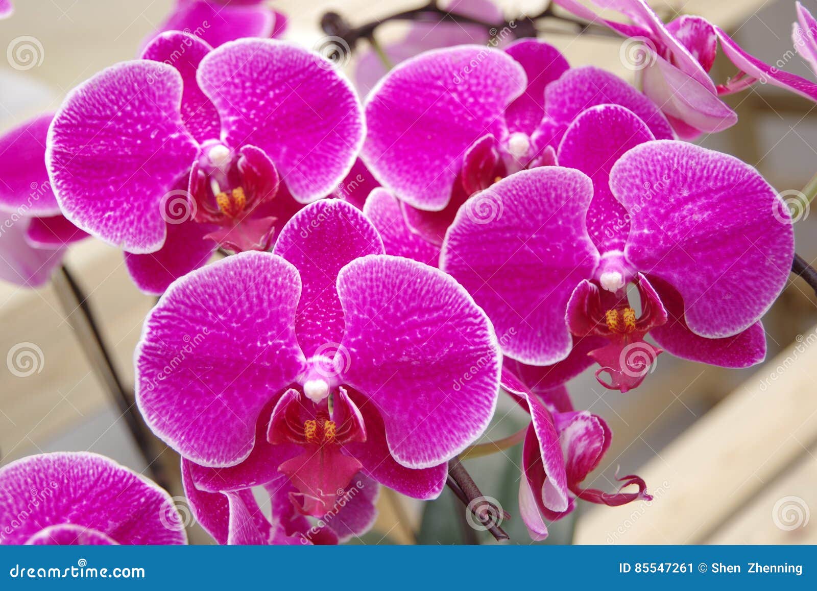 Butterfly Orchid stock image. Image of holiday, plant 85547261